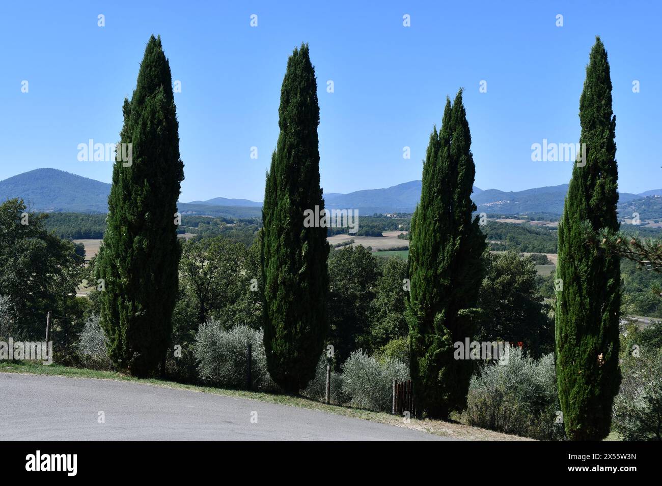 Cipressi sul bordo del terreno della Abbazie di San Galgano. Chiusdino.Siena Stock Photo