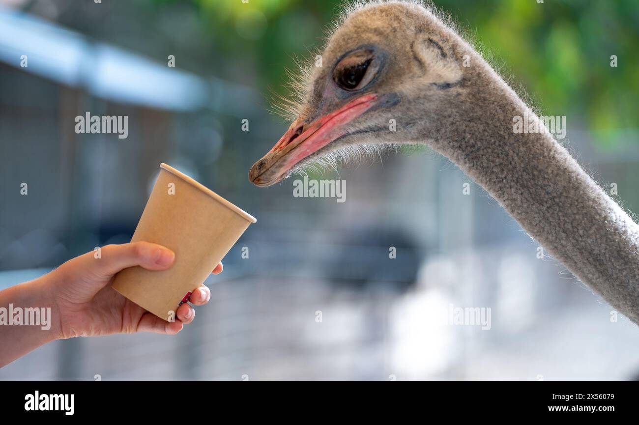 Feeding an ostrich on a farm. Stock Photo