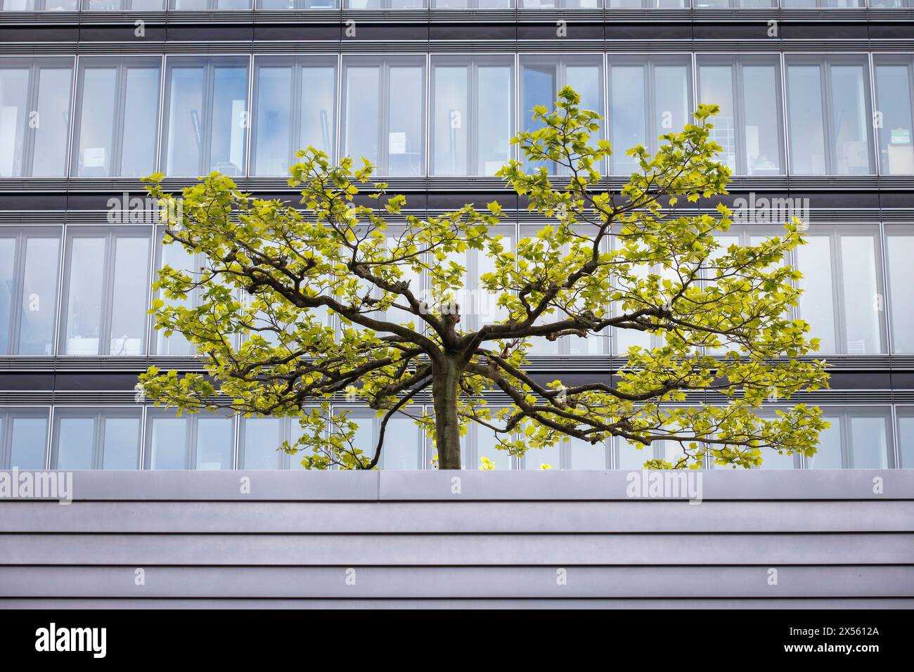 tree in front of the Lanxess Tower, high-rise building maxCologne in the district Deutz, Koeln, Deutschland. Baum vor dem Lanxess Tower, Hochhaus maxC Stock Photo