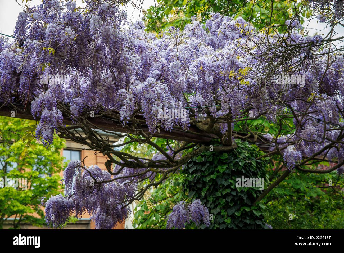 blooming wisteria (lat. Wisteria) on Maybach street, Cologne, Germany. bluehende Glyzinie (lat. Wisteria) in der Maybachstrasse, Koeln, Deutschland. Stock Photo