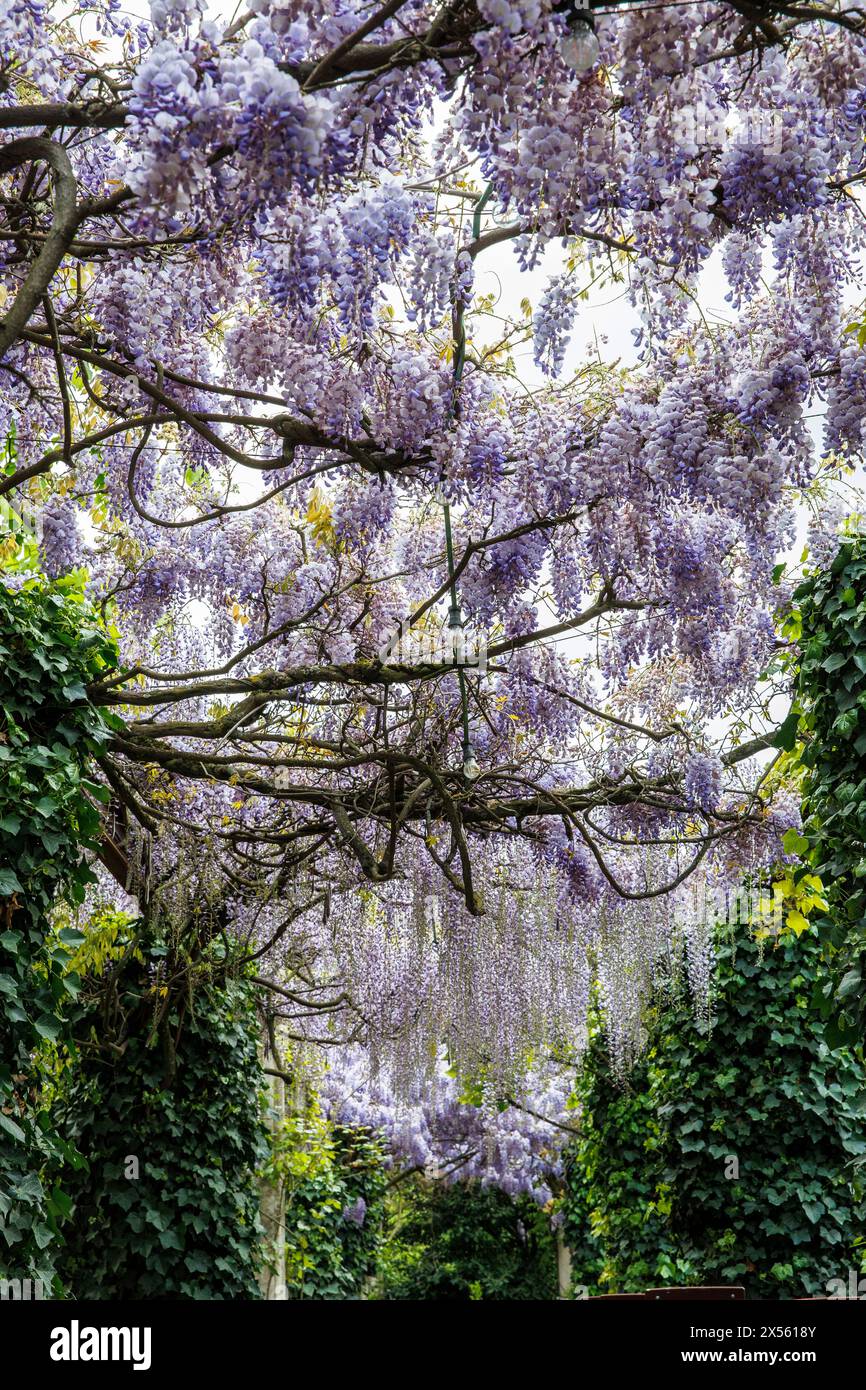blooming wisteria (lat. Wisteria) on Maybach street, Cologne, Germany. bluehende Glyzinie (lat. Wisteria) in der Maybachstrasse, Koeln, Deutschland. Stock Photo