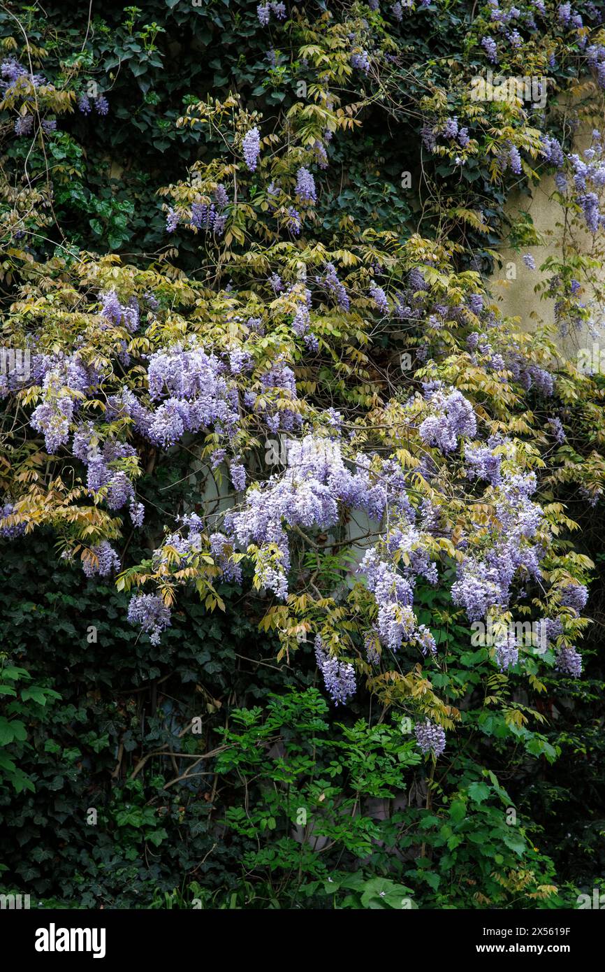 blooming wisteria (lat. Wisteria) near Stadtgarten, Cologne, Germany. bluehende Glyzinie (lat. Wisteria) nahe Stadtgarten, Koeln, Deutschland. Stock Photo
