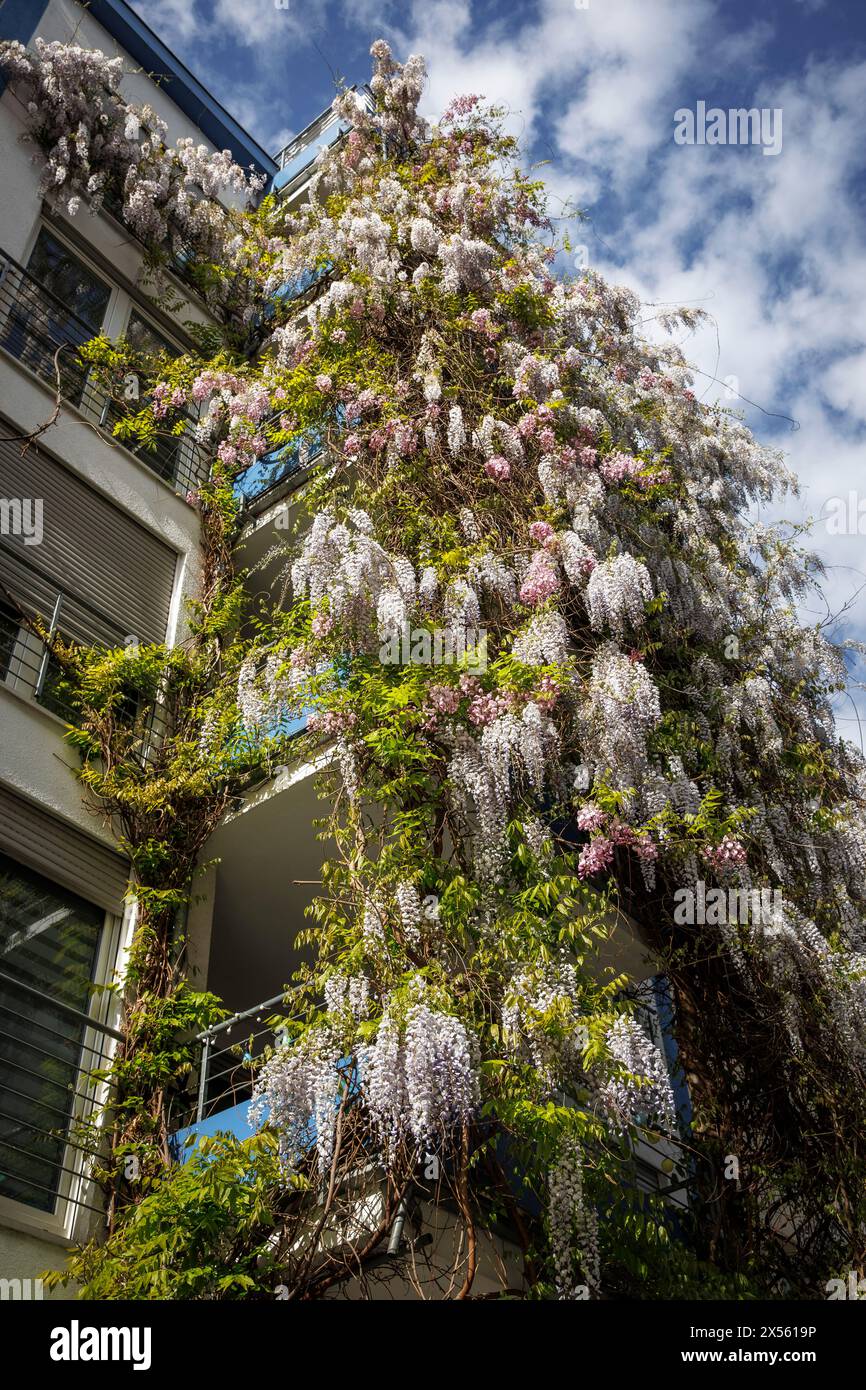blooming wisteria (lat. Wisteria) on a facade on Gereonswall street, Cologne, Germany. bluehende Glyzinie (lat. Wisteria) an einer Fassade am Gereonsw Stock Photo