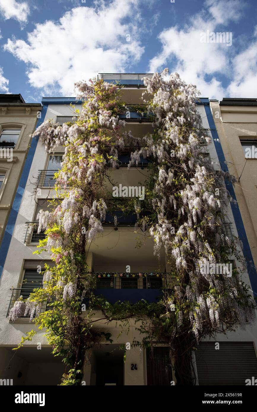 blooming wisteria (lat. Wisteria) on a facade on Gereonswall street, Cologne, Germany. bluehende Glyzinie (lat. Wisteria) an einer Fassade am Gereonsw Stock Photo