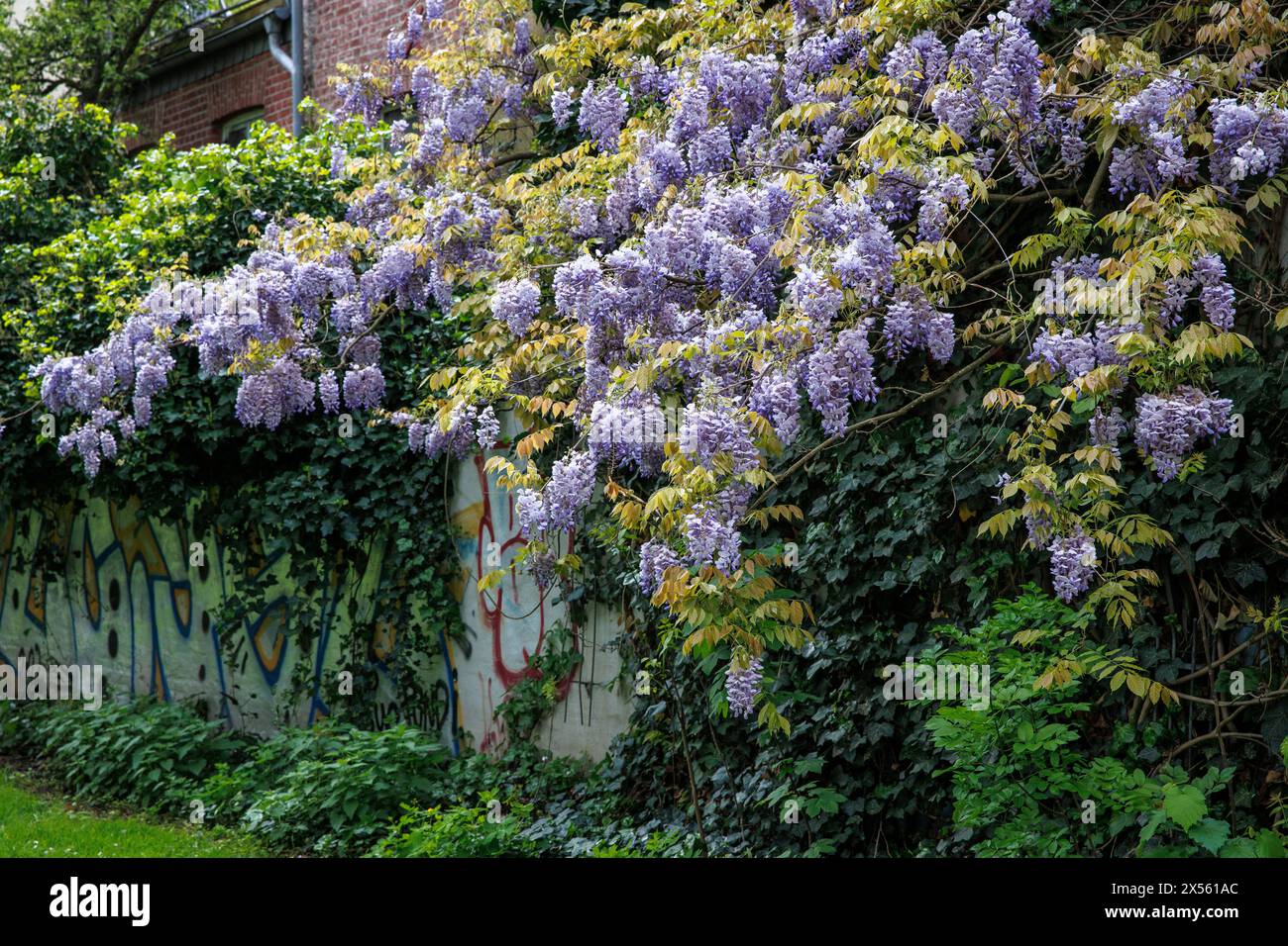 blooming wisteria (lat. Wisteria) near Stadtgarten, Cologne, Germany. bluehende Glyzinie (lat. Wisteria) nahe Stadtgarten, Koeln, Deutschland. Stock Photo