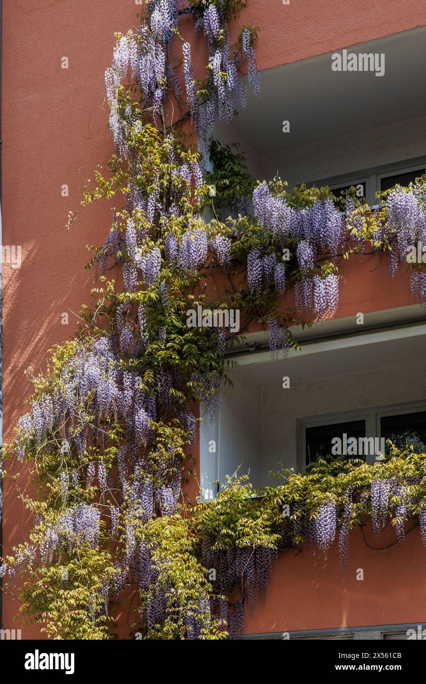 blooming wisteria (lat. Wisteria) on a facade on Vogtei street, Cologne, Germany. bluehende Glyzinie (lat. Wisteria) an einer Fassade an der Vogteistr Stock Photo
