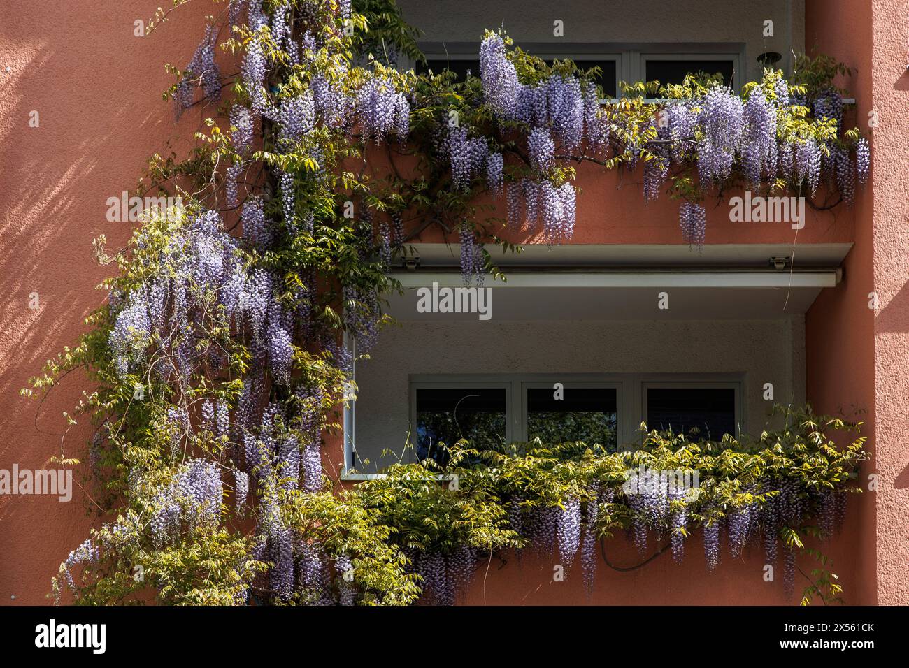 blooming wisteria (lat. Wisteria) on a facade on Vogtei street, Cologne, Germany. bluehende Glyzinie (lat. Wisteria) an einer Fassade an der Vogteistr Stock Photo