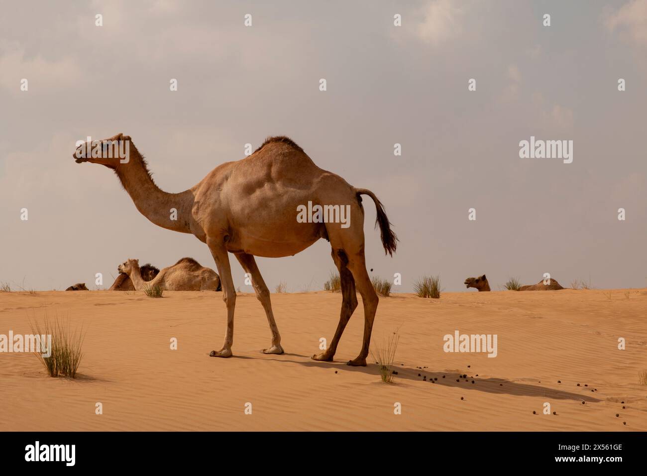 Grazing camel in the desert Stock Photo