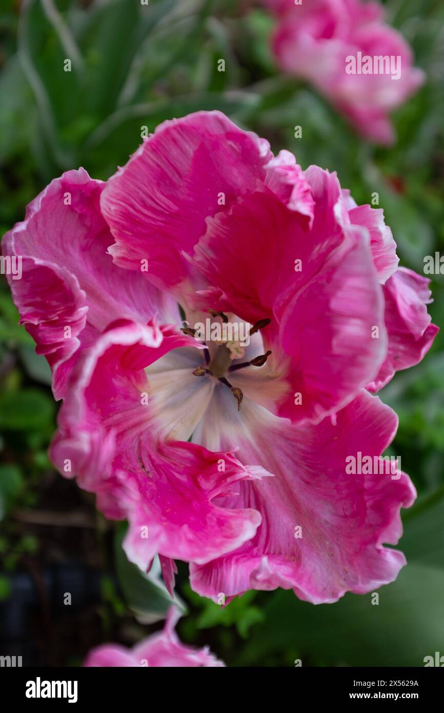 Top view of the curly and ruffled petals of a bright pink and white parrot tulip (Tulipa gesneriana) (vertical) Stock Photo