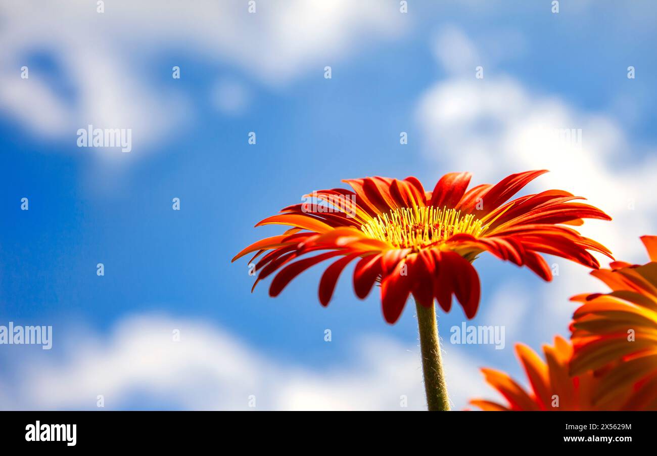 Orange Gerber daisy flower, facing up towards a blue sky Stock Photo