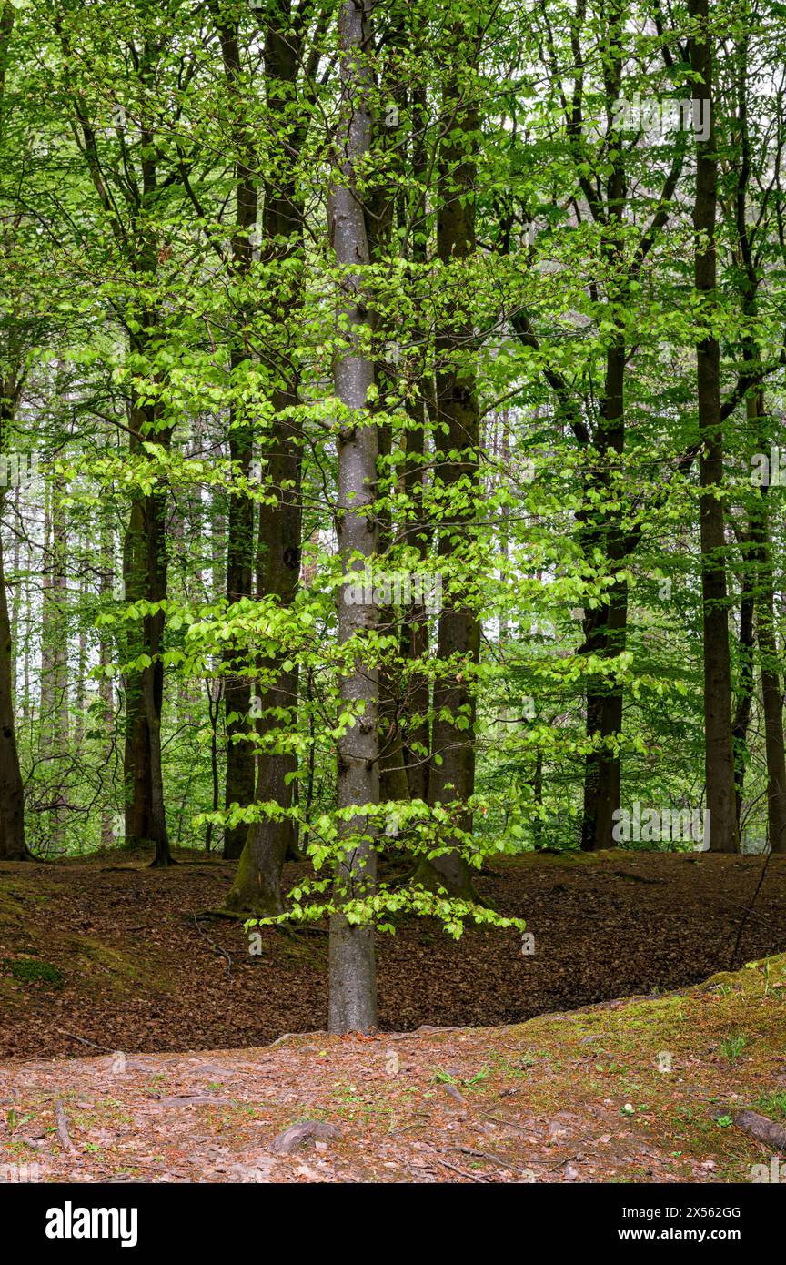 Season trees environment hi-res stock photography and images - Alamy