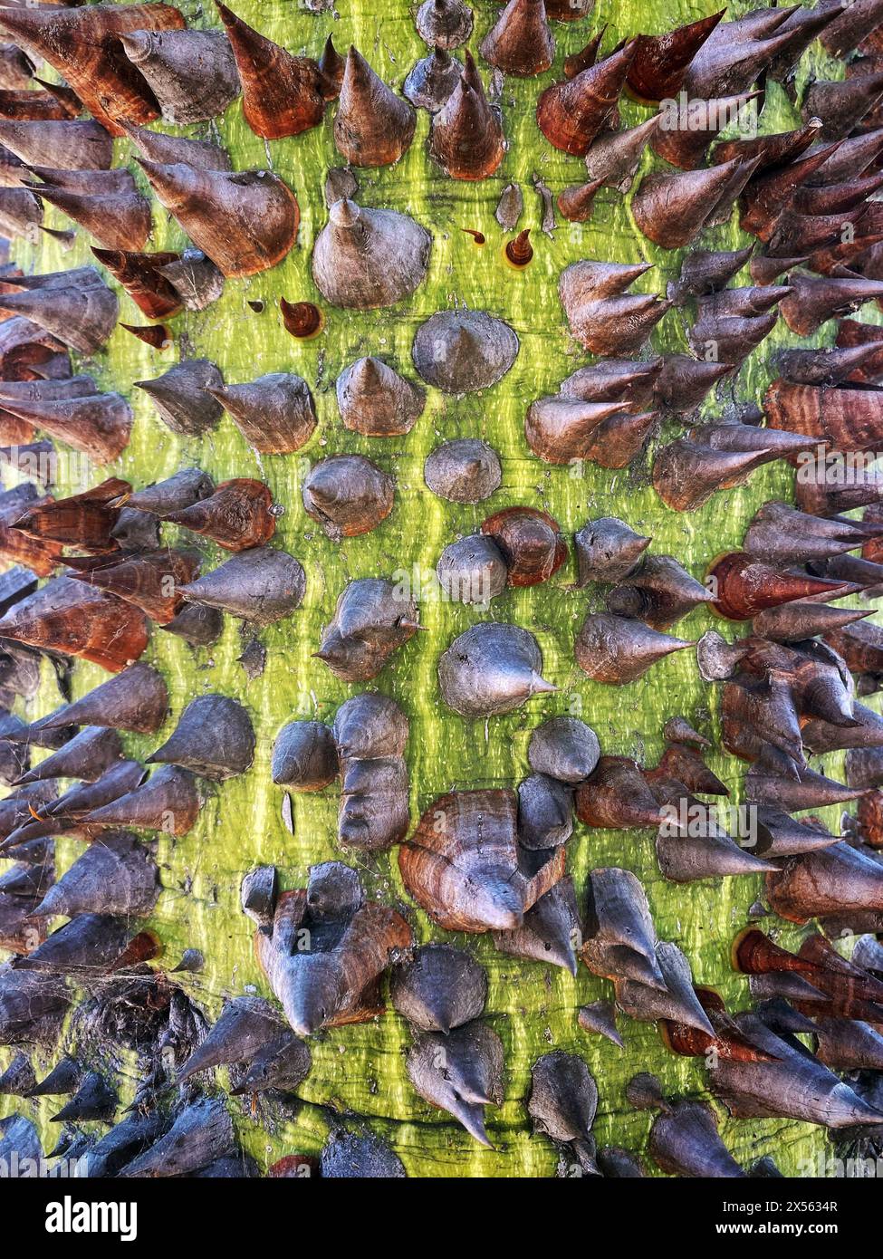 Chorisia ceiba speciosa hi-res stock photography and images - Alamy