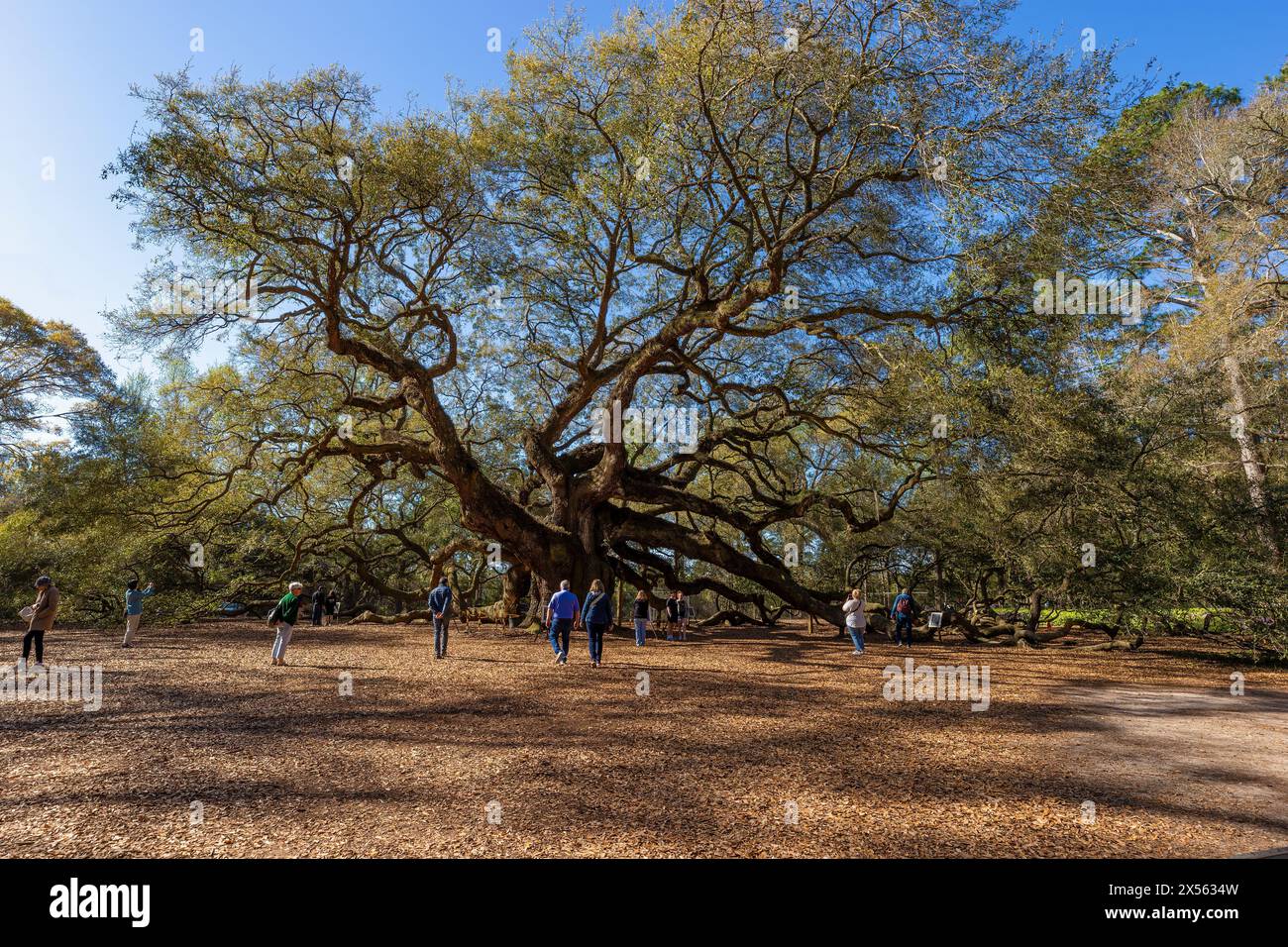 Johns Island, South Carolina, USA - March 20, 2024: Morning sunlight where tourist stand under the massive branches of Angel Oak Tree the largest oak Stock Photo