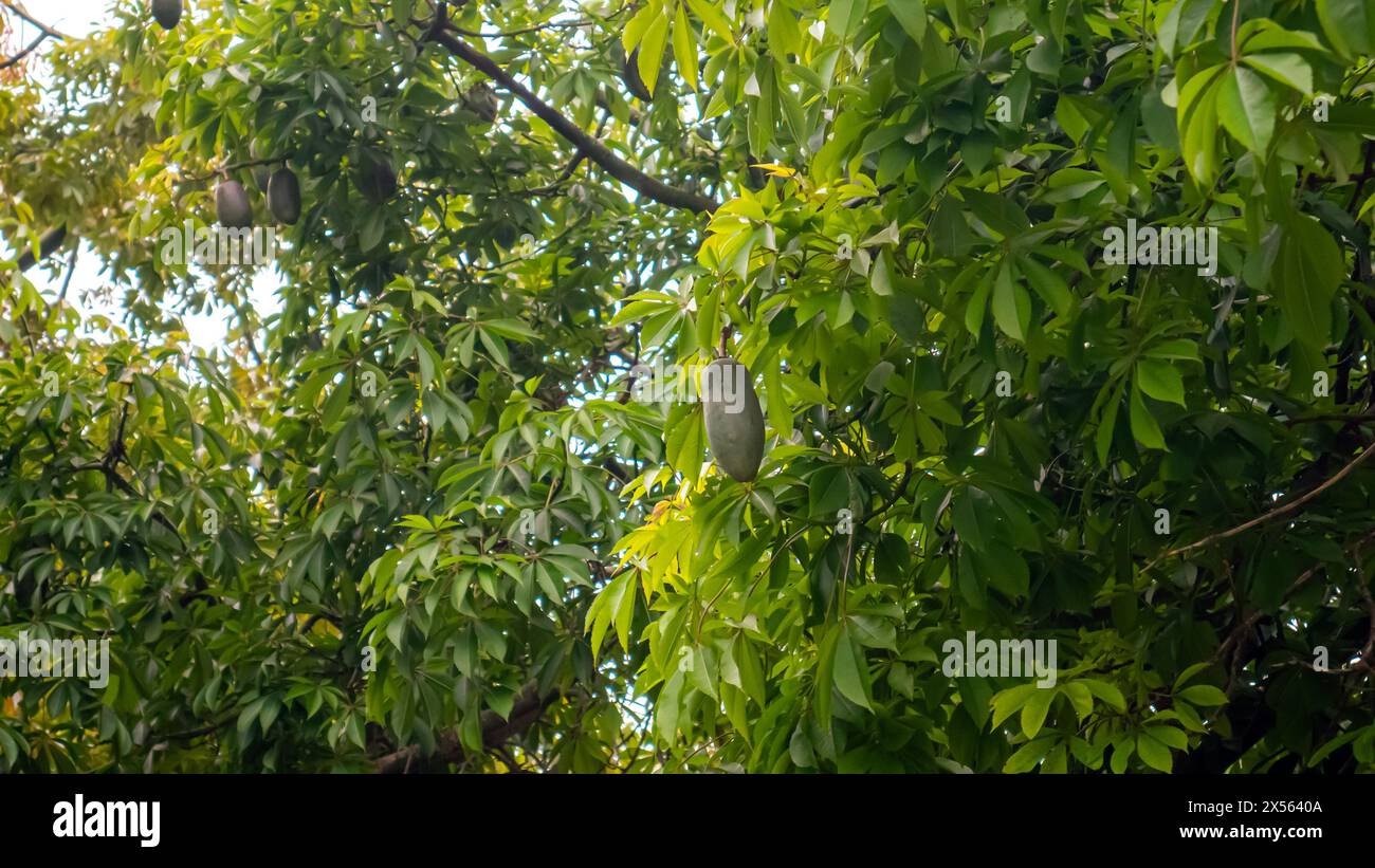 Pods on a floss silk tree, Ceiba speciosa Stock Photo