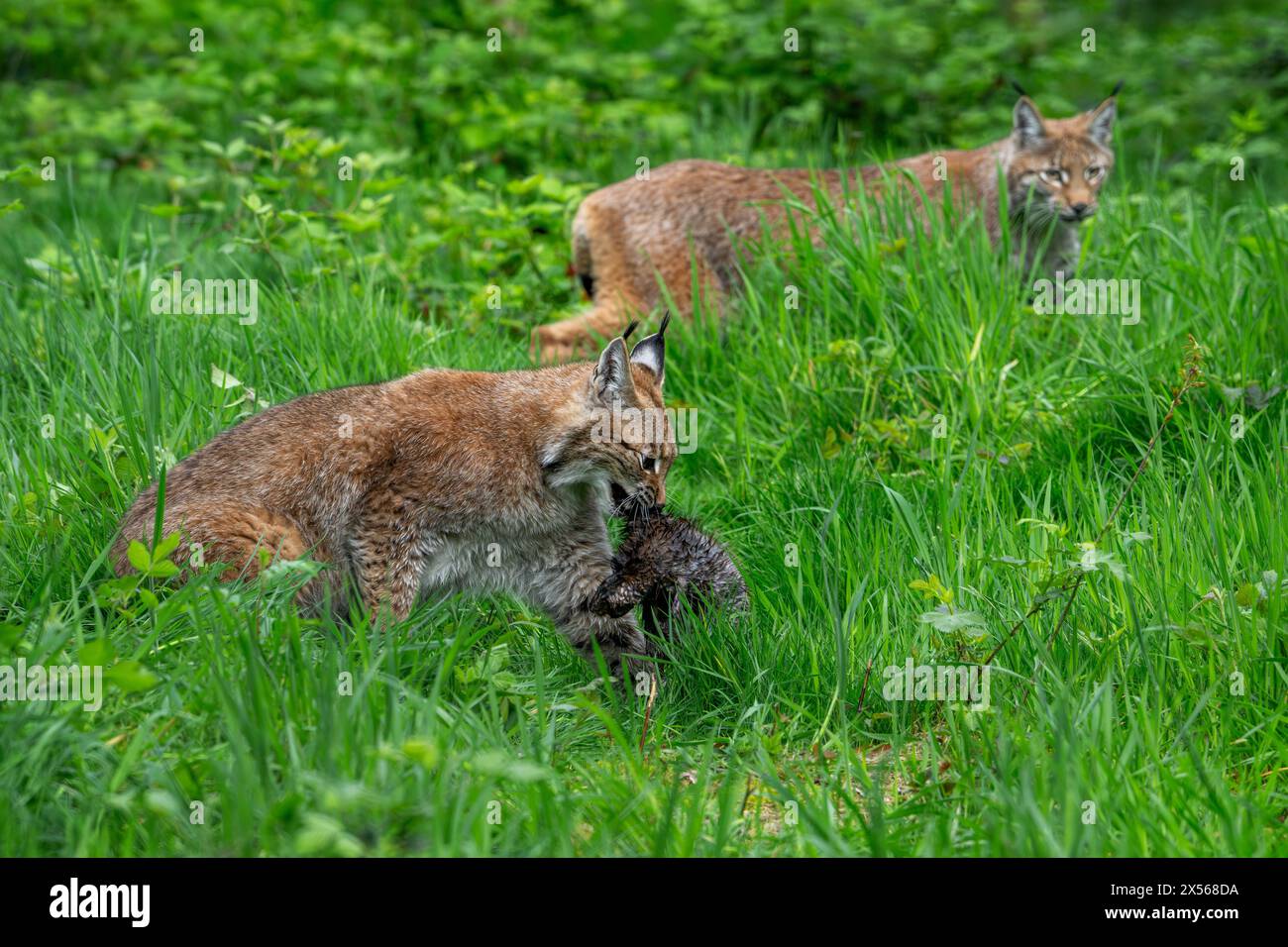 Two Hunting Young Eurasian Lynxes Lynx Lynx Walking With Caught Prey Two Hunting Young Eurasian Lynxes Lynx Lynx Walking With Caught Prey