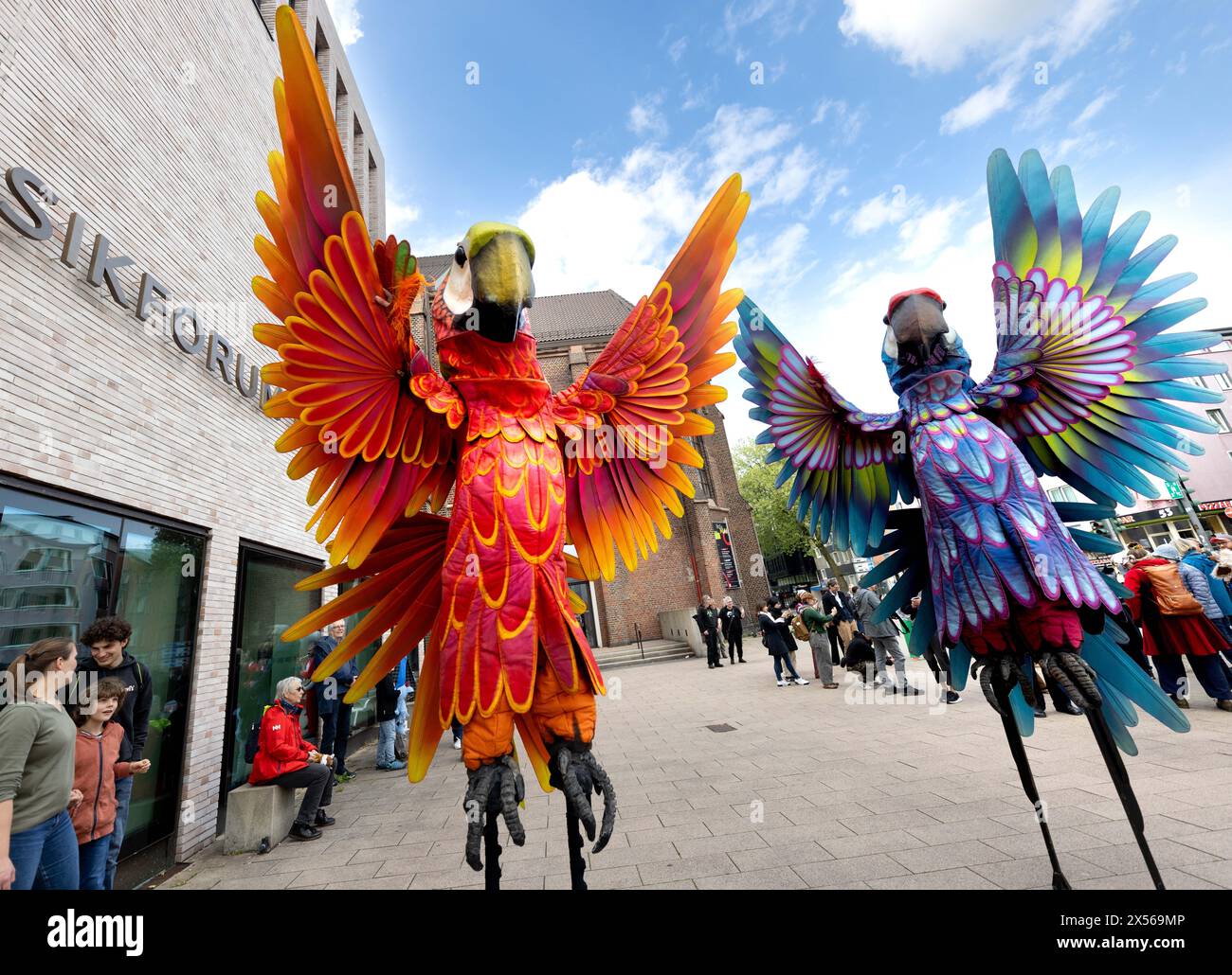 Bochum, Germany. 07th May, 2024. Two parrot statues stand in the street at the opening of the Fidena puppet theater festival. The puppet theater festival opened with a parade of oversized insects and strange creatures. International puppet theater makers will present contemporary puppetry in Bochum, Herne, Recklinghausen and Dortmund. The parade aims to make a statement against the extinction of species. The festival offers 22 productions from ten countries, including three world premieres and five German premieres. Credit: Dieter Menne/dpa/Alamy Live News Stock Photo