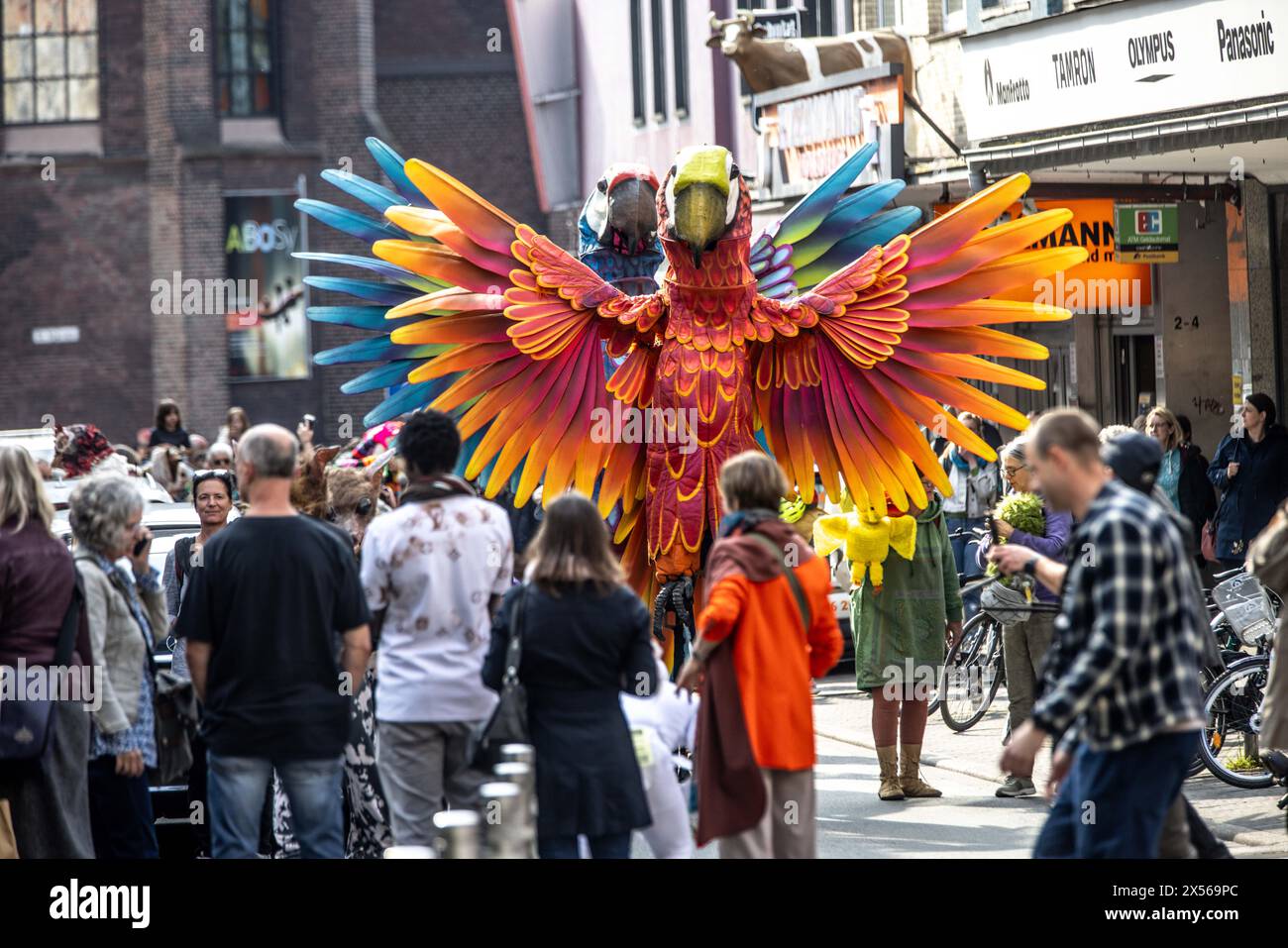Bochum, Germany. 07th May, 2024. Two parrot statues stand in the street at the opening of the Fidena puppet theater festival. The puppet theater festival opened with a parade of oversized insects and strange creatures. International puppet theater makers will present contemporary puppetry in Bochum, Herne, Recklinghausen and Dortmund. The parade aims to make a statement against the extinction of species. The festival offers 22 productions from ten countries, including three world premieres and five German premieres. Credit: Dieter Menne/dpa/Alamy Live News Stock Photo