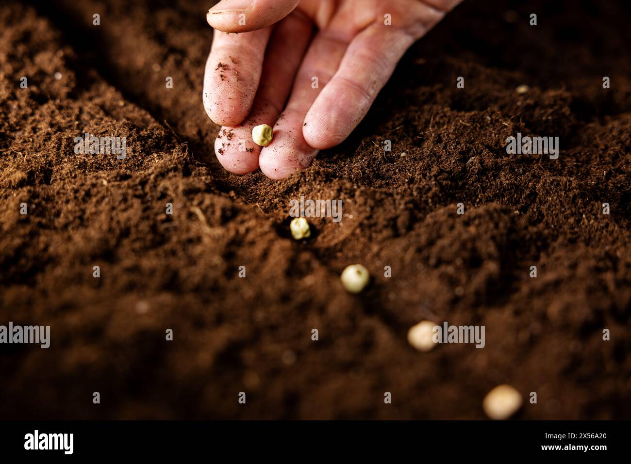 hand planting pea seeds in soil. vegetable garden, agriculture Stock Photo