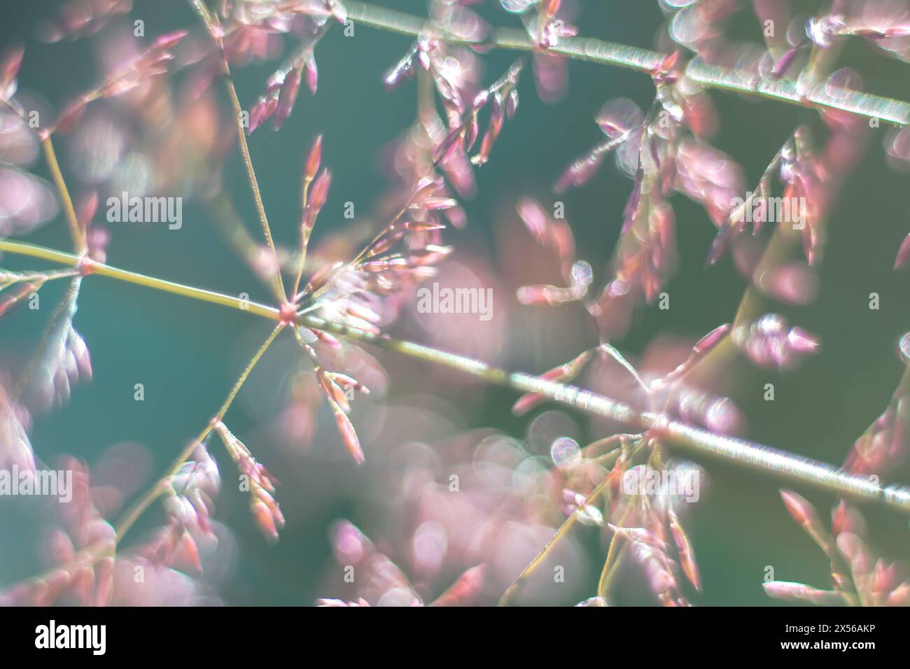 Grass spike macro pink for background, backing, backdrop. Fog, haze, blur, highlights, bokeh. Close-up. Poa pratensis. Stock Photo