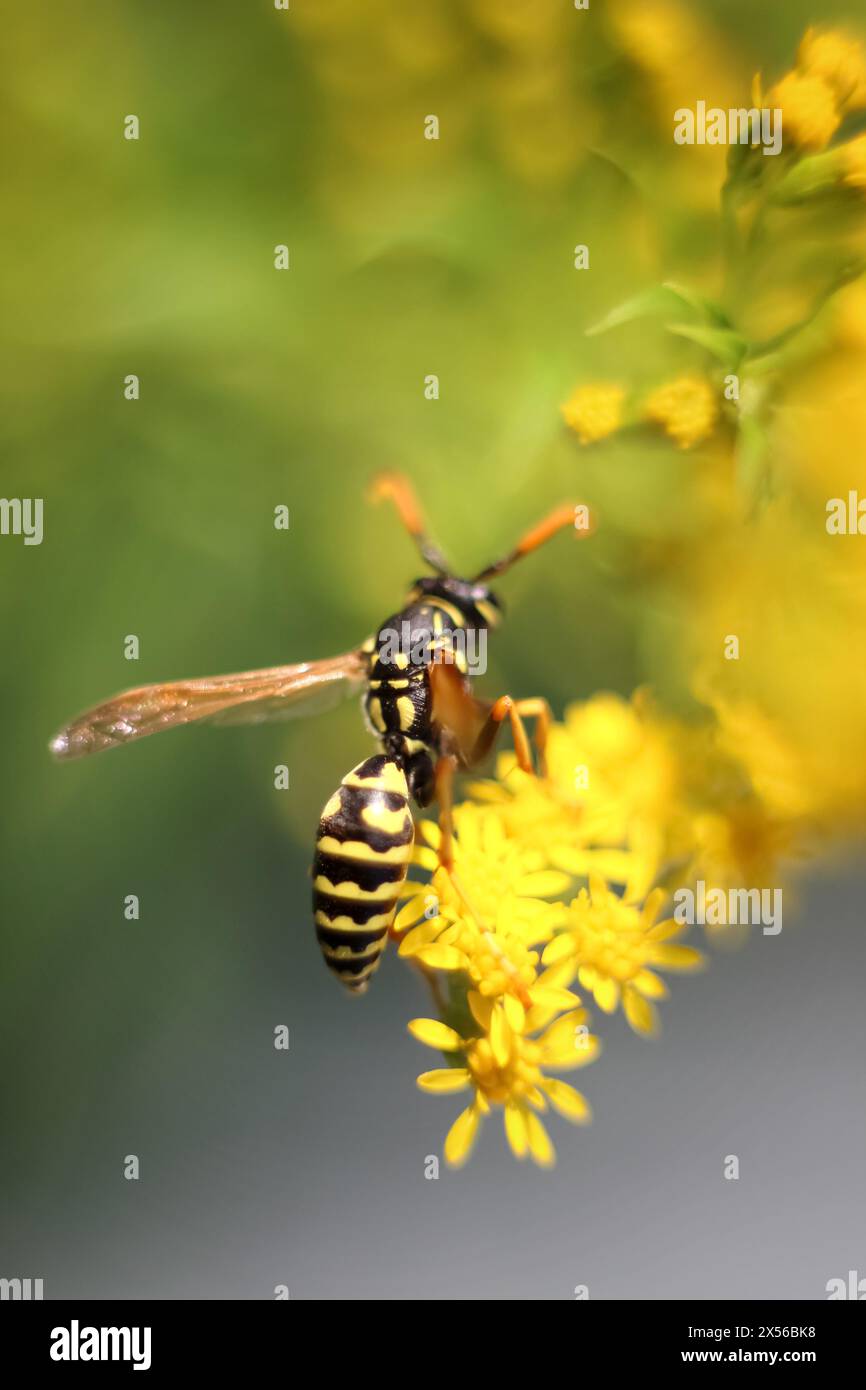 Colectora Insect Insect collector hi-res stock photography and images - Alamy