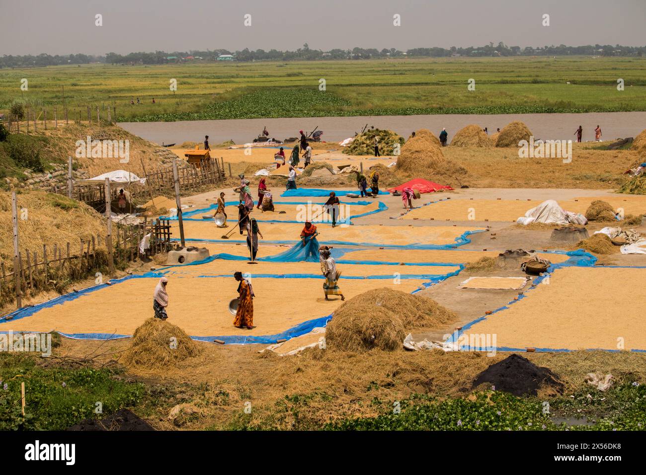 Rural pepoles worker drying rice on field,Farmers dry rice paddy in bngladesh.April 21, 2024, Stock Photo