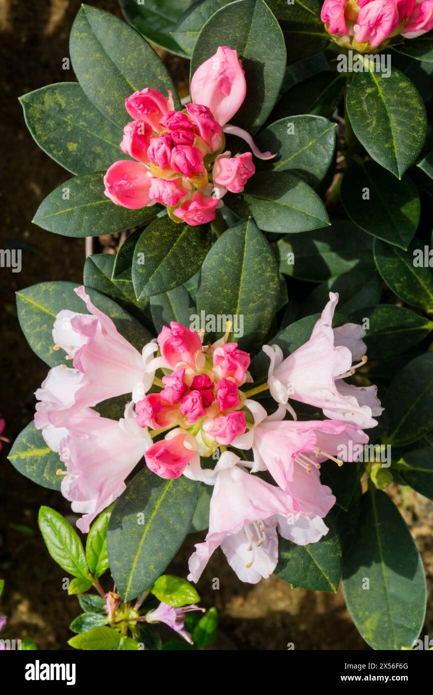 Rhododendron dreamland hi-res stock photography and images - Alamy