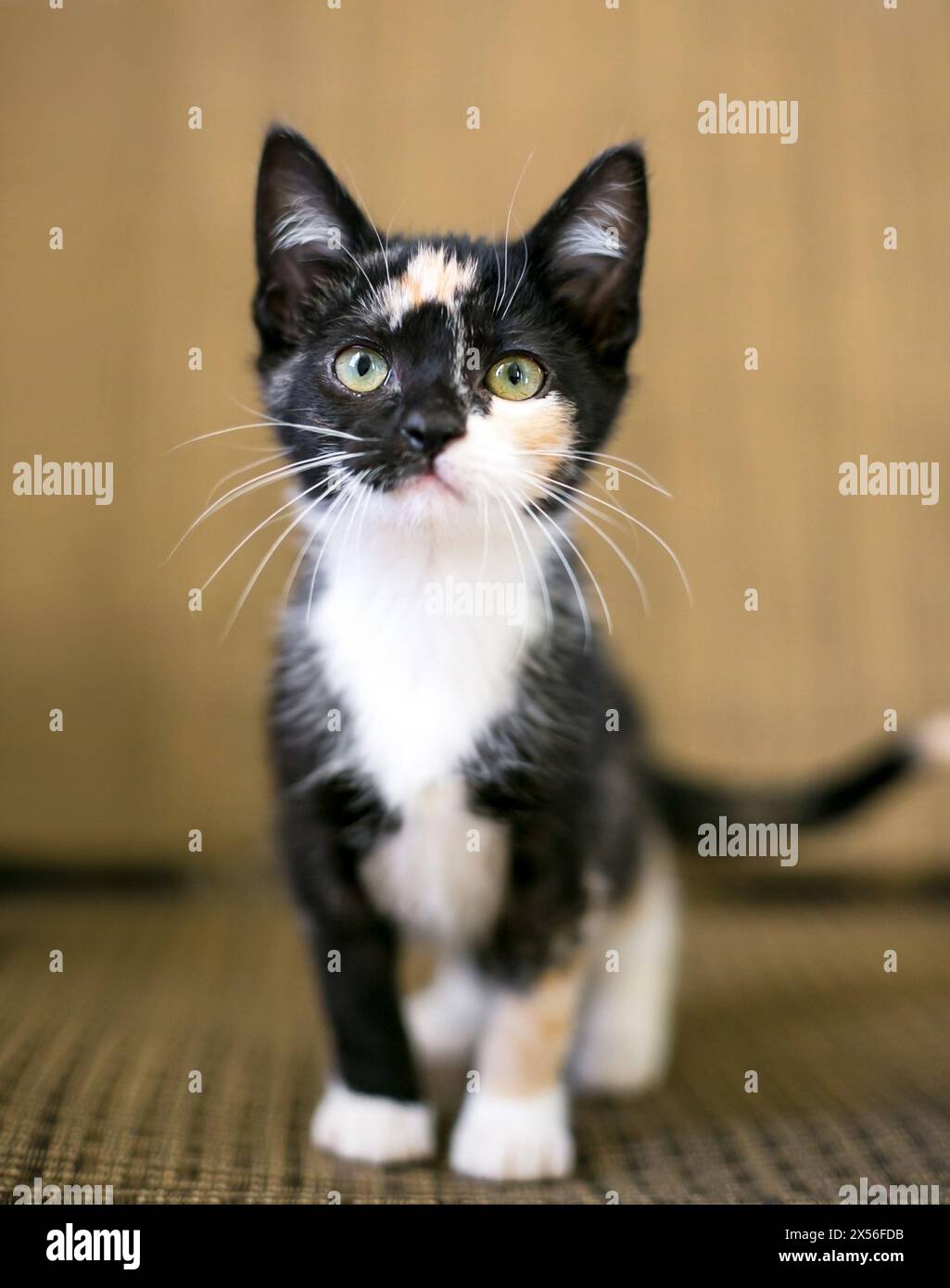 A young Calico shorthair kitten looking at the camera Stock Photo