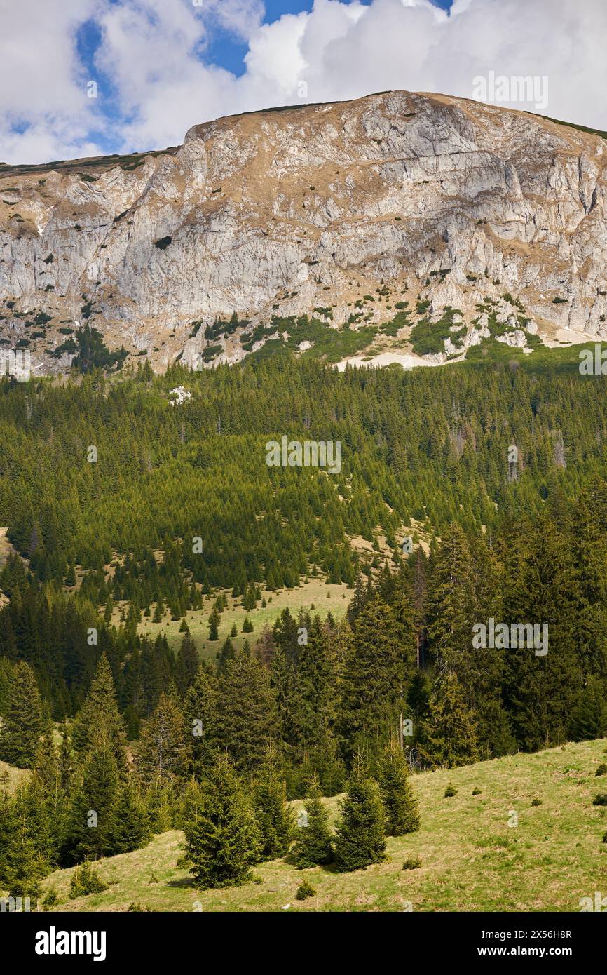 Mountains and pine forest with sky and fluffy clouds, early summer landscape Stock Photo
