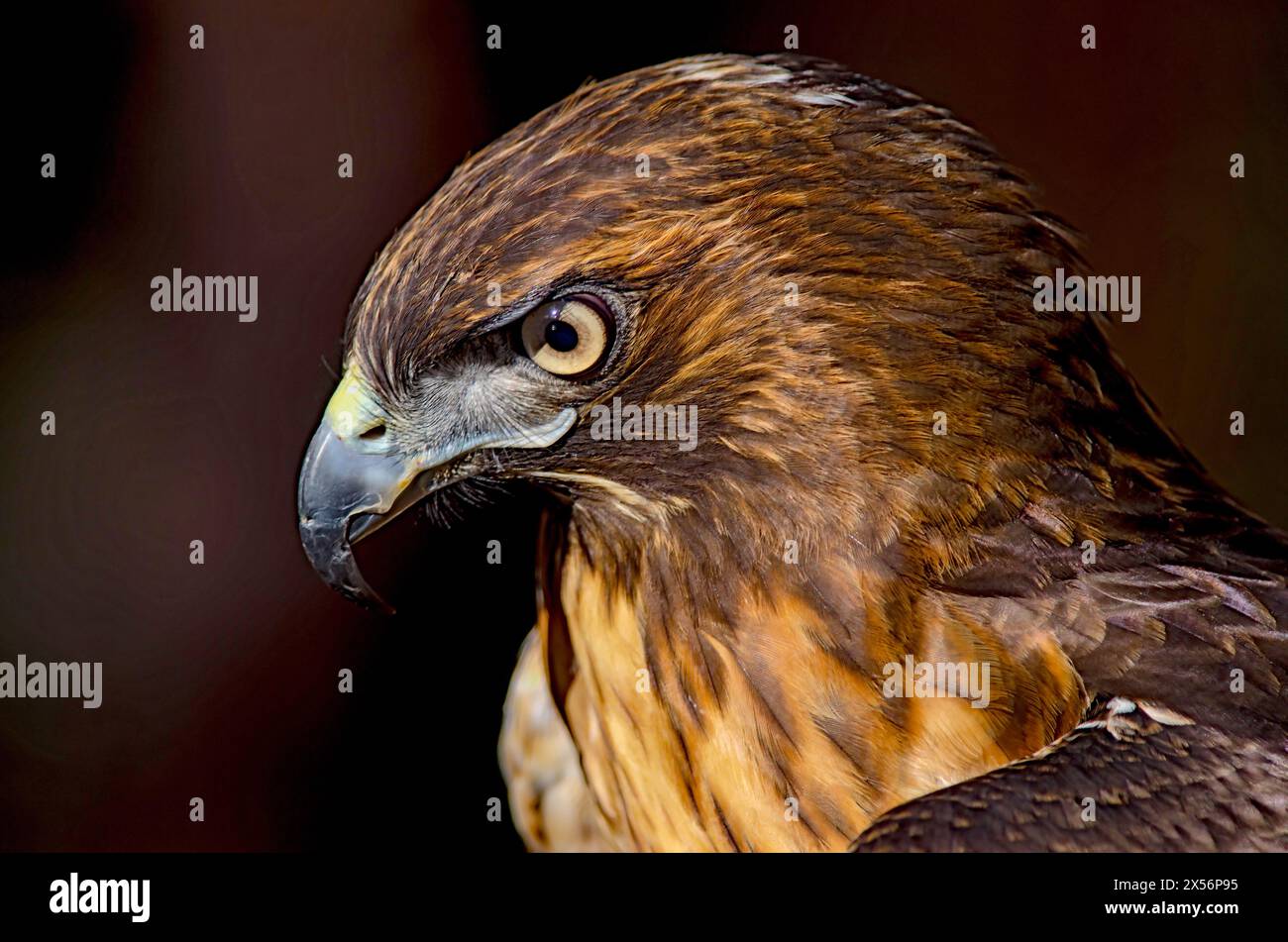 Wildlife photographer in idaho hi-res stock photography and images - Alamy