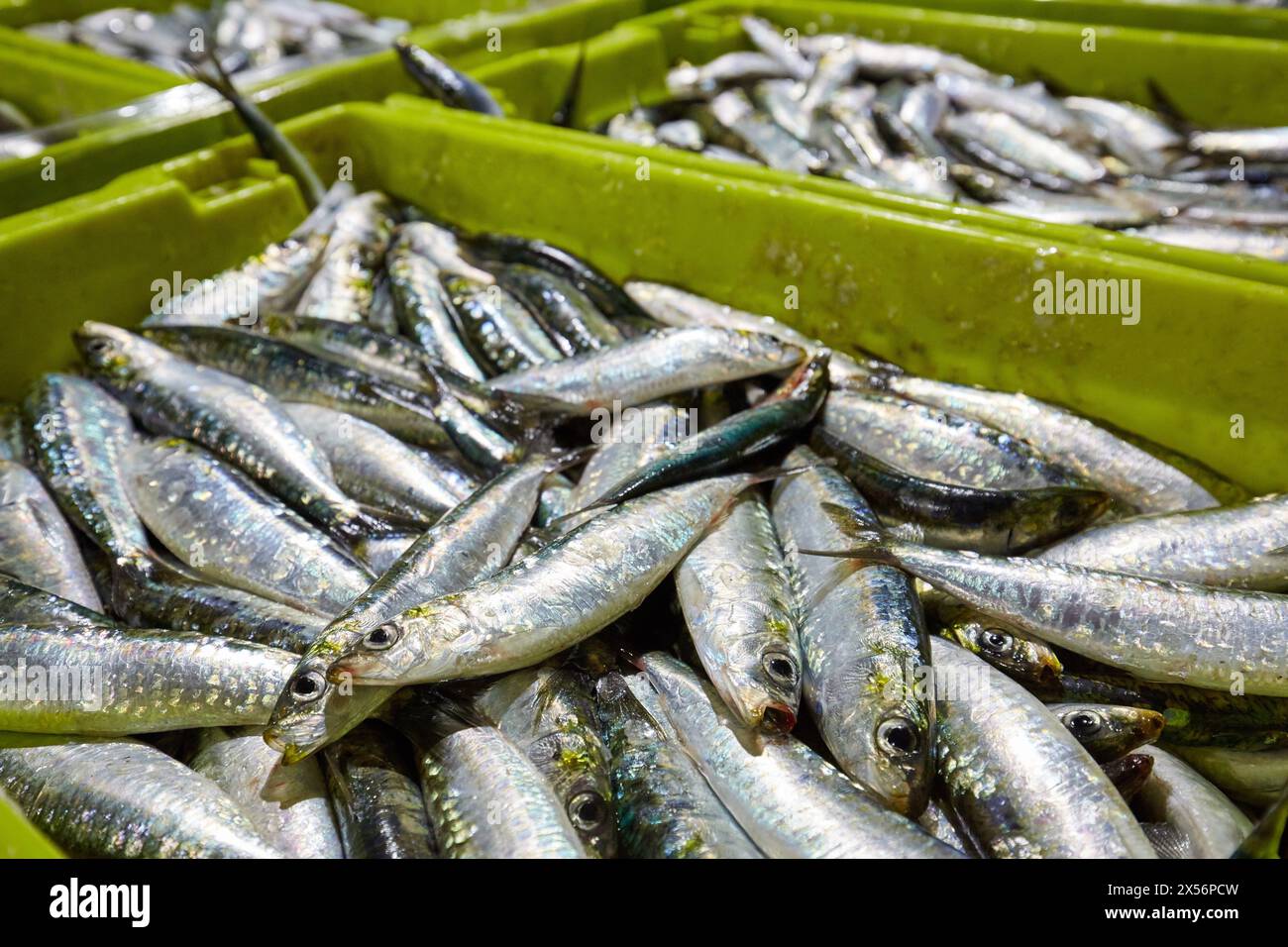 Close up fishermen unloading fish hi-res stock photography and images ...