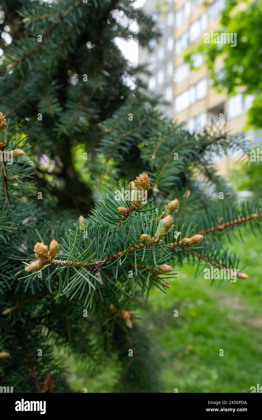 Green spruce blossom Stock Photo
