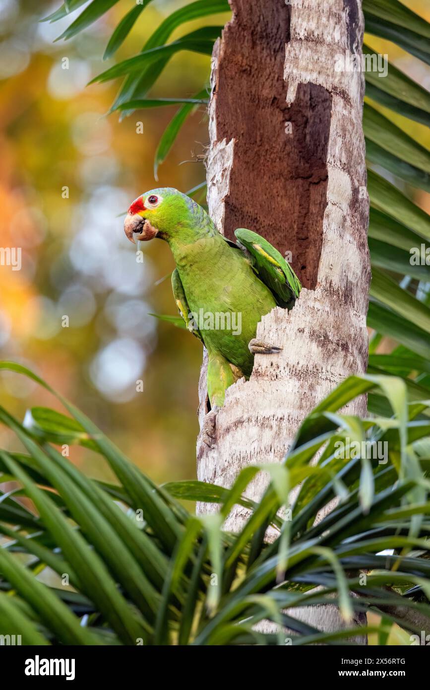 Red-lored amazon or red-lored parrot (Amazona autumnalis) - La Laguna del Lagarto Eco-Lodge, Boca Tapada, Costa Rica Stock Photo