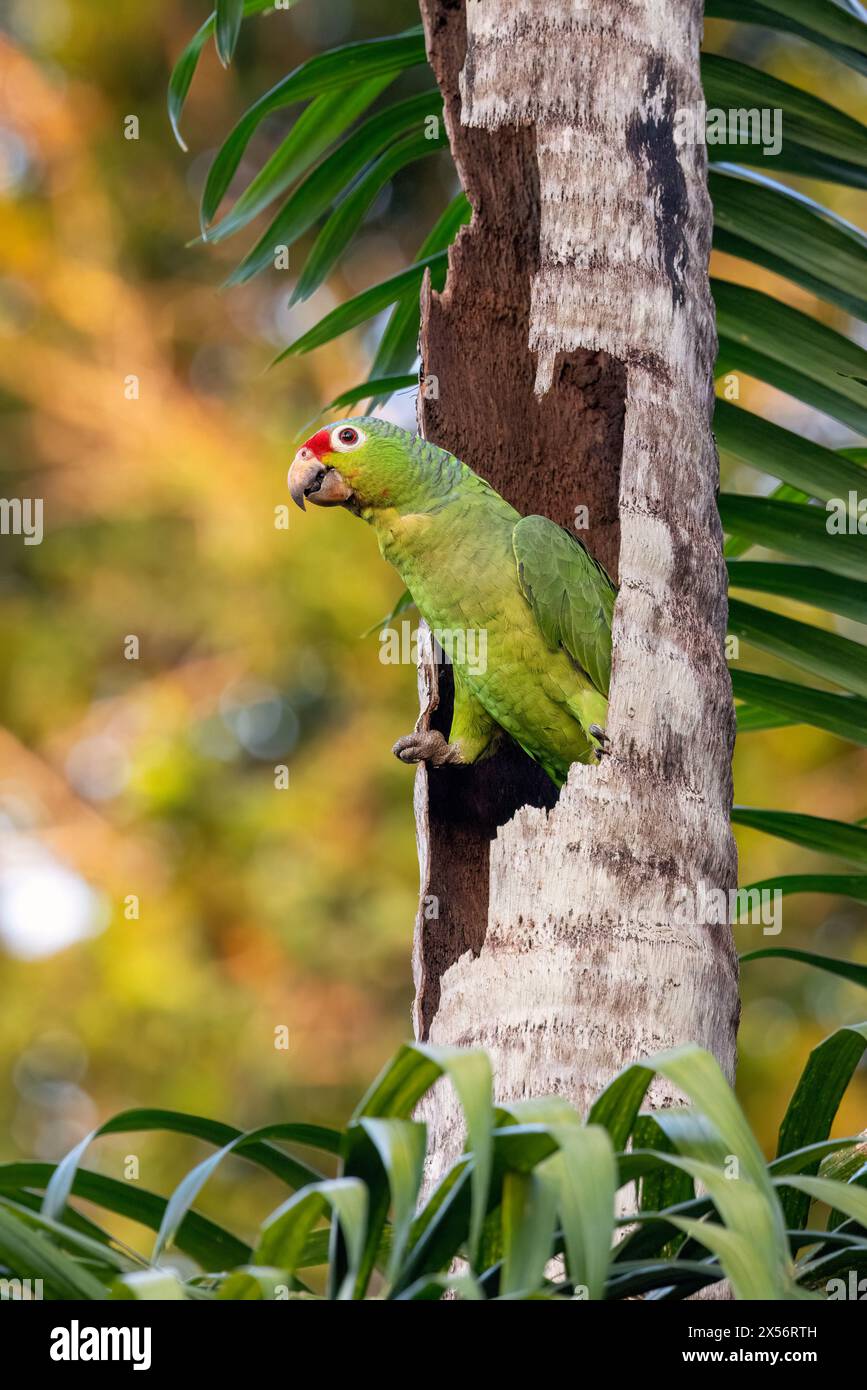 Red-lored amazon or red-lored parrot (Amazona autumnalis) - La Laguna del Lagarto Eco-Lodge, Boca Tapada, Costa Rica Stock Photo