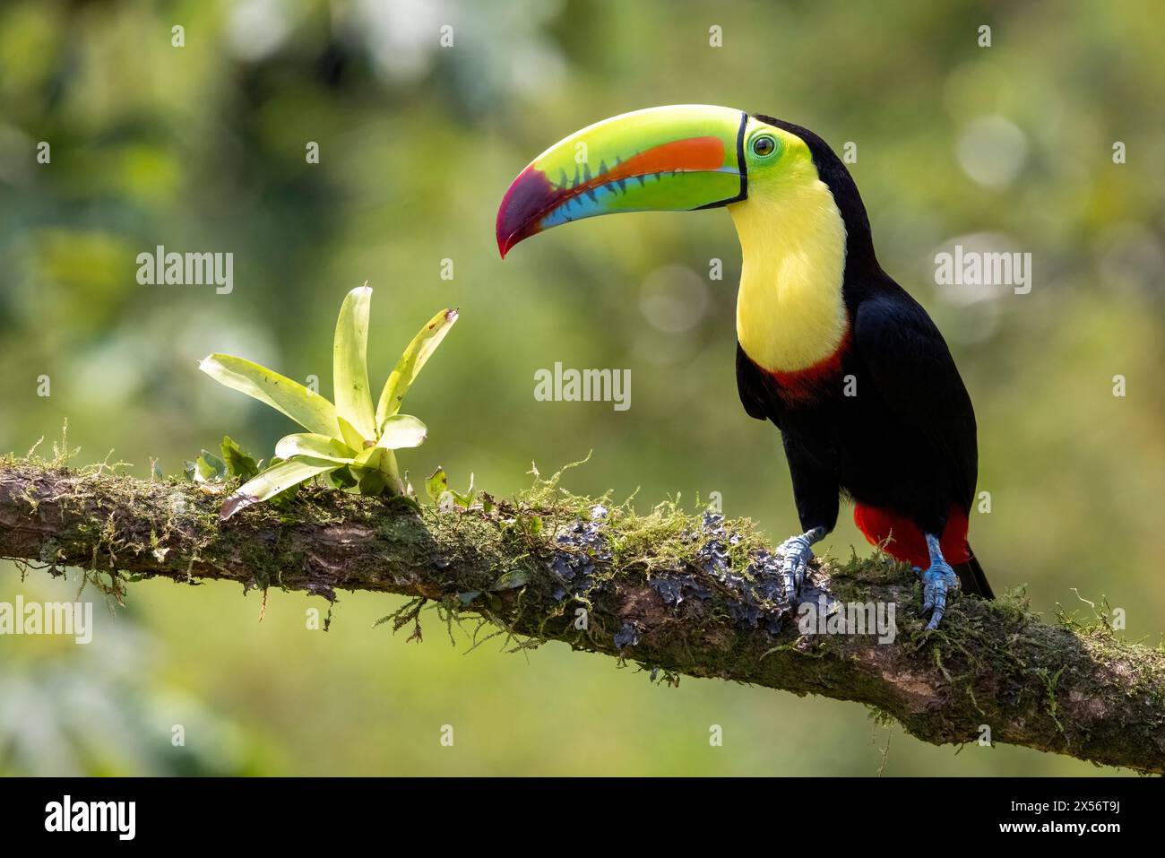 Keel-billed toucan (Ramphastos sulfuratus) - La Laguna del Lagarto Eco-Lodge, Boca Tapada, Costa Rica Stock Photo