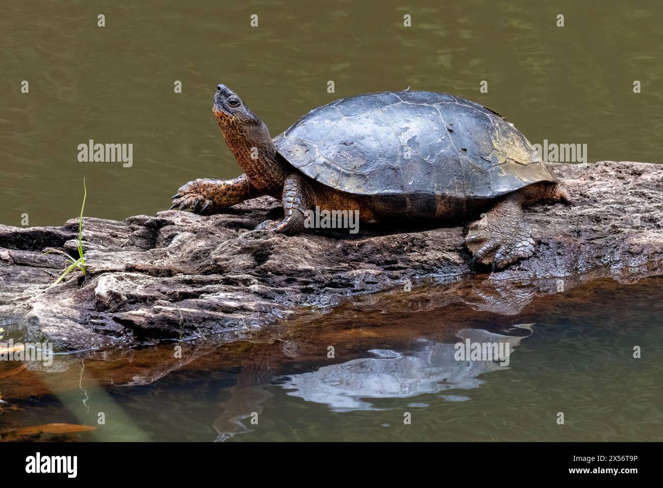 Black River Turtle (Rhinoclemmys funerea) - La Laguna del Lagarto Eco-Lodge, Boca Tapada, Costa Rica Stock Photo