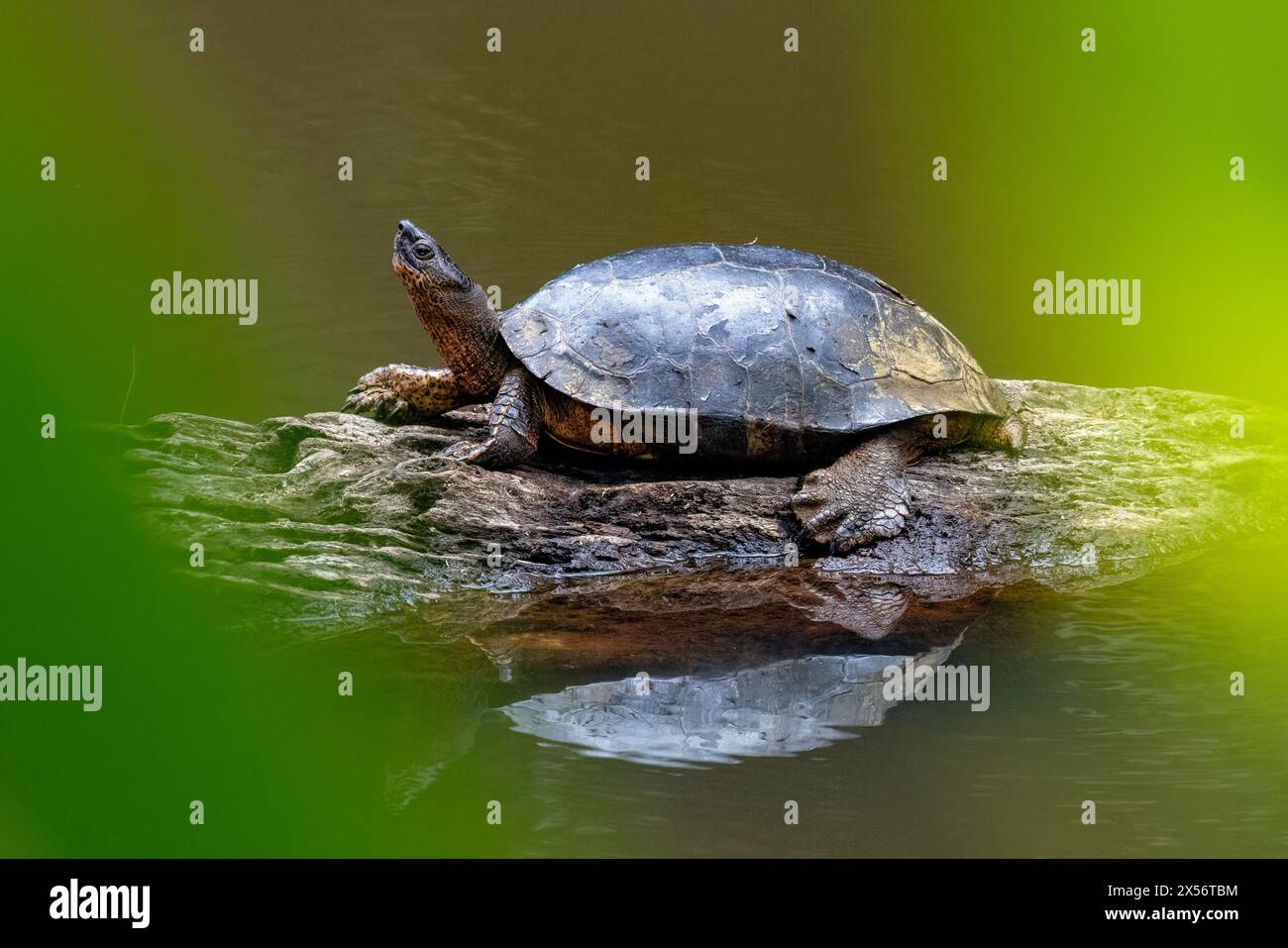 Black River Turtle (Rhinoclemmys funerea) - La Laguna del Lagarto Eco-Lodge, Boca Tapada, Costa Rica Stock Photo