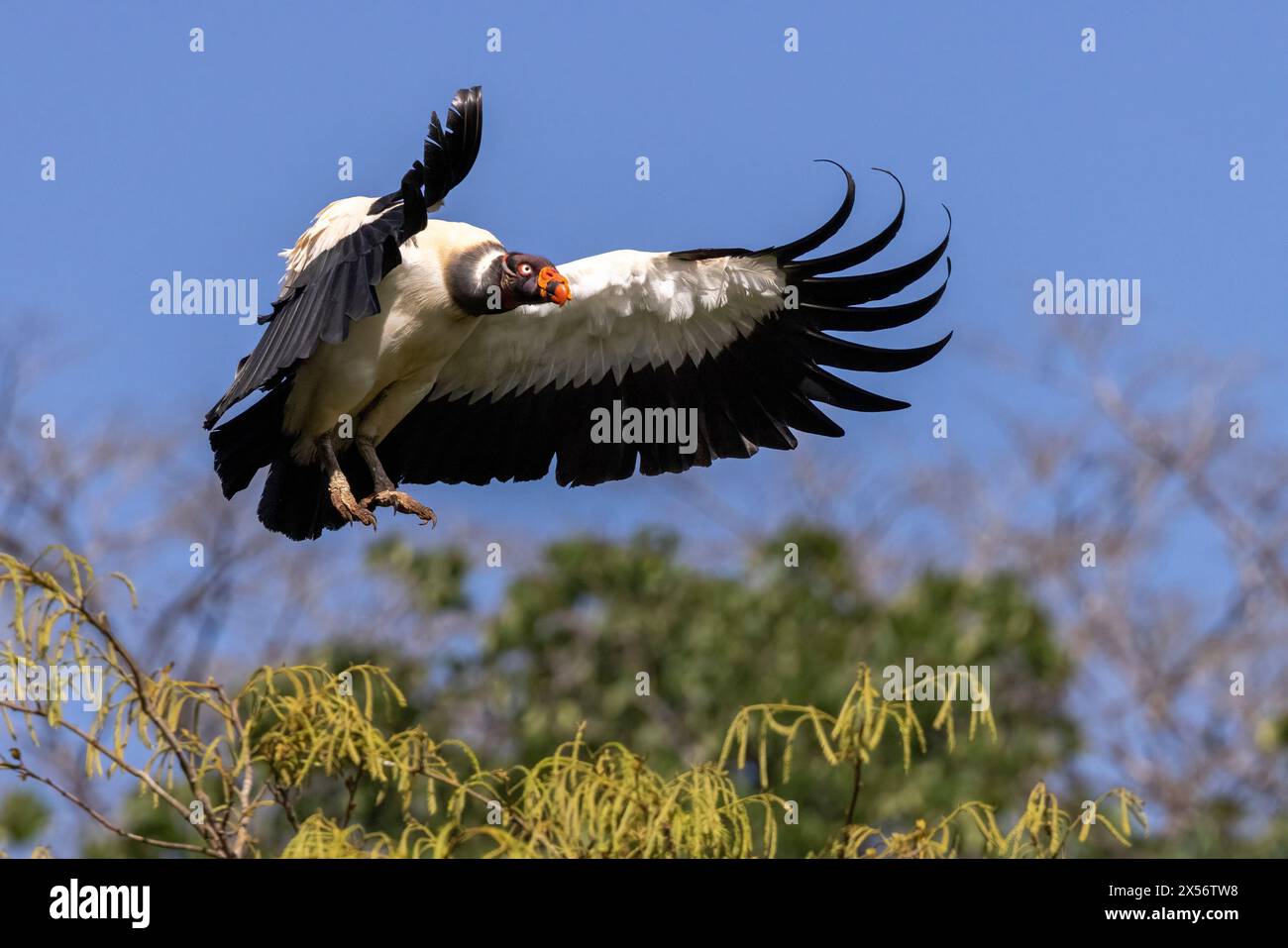 King vulture (Sarcoramphus papa) in flight - La Laguna del Lagarto Eco-Lodge, Boca Tapada, Costa Rica Stock Photo