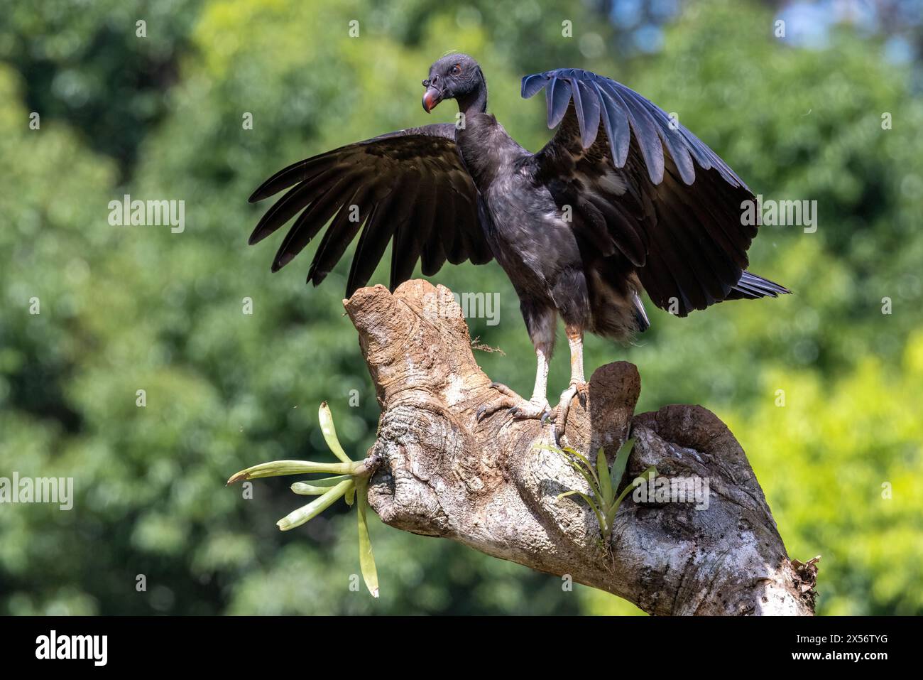 King vulture (Sarcoramphus papa) juvenile - La Laguna del Lagarto Eco-Lodge, Boca Tapada, Costa Rica Stock Photo