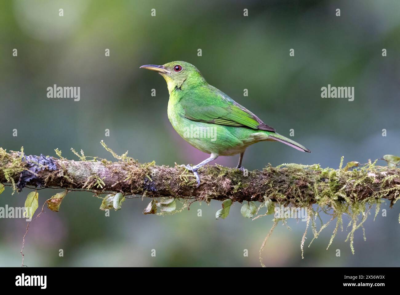Green Honeycreeper Chlorophanes Spiza Female La Laguna Del Lagarto 