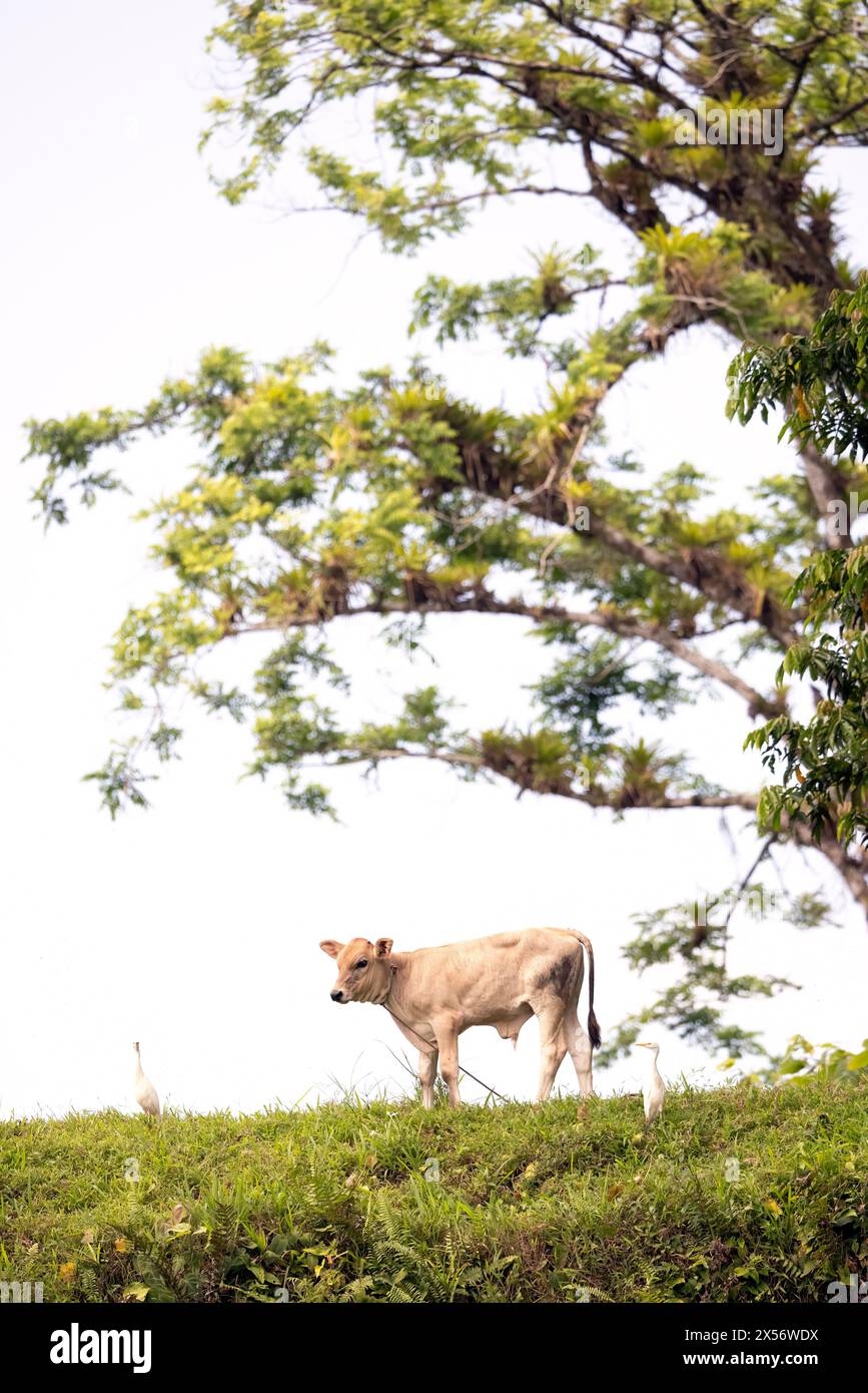 Brahman cow near Boca Tapada, Costa Rica Stock Photo