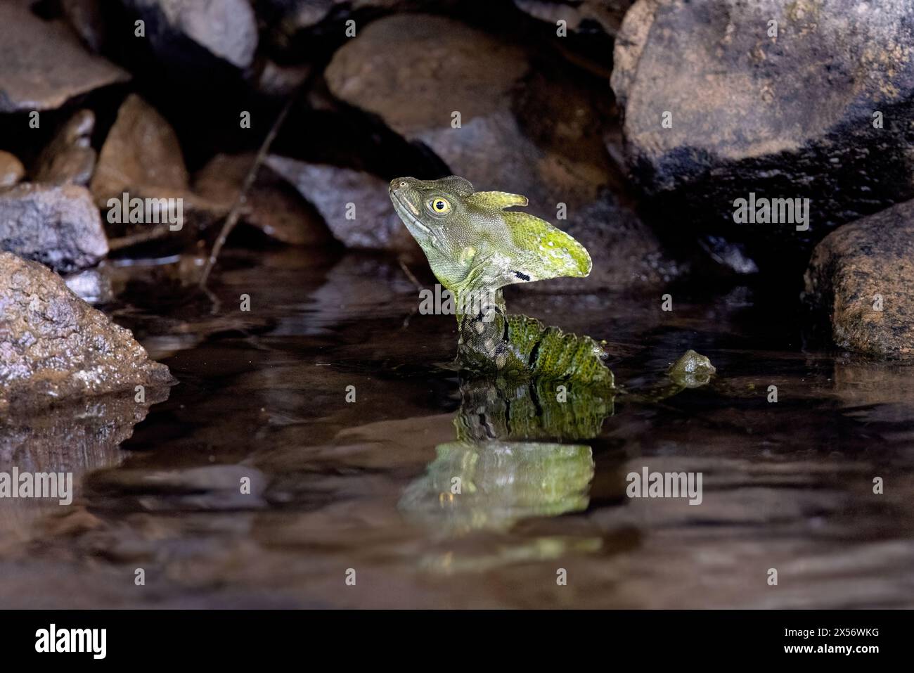 Green Basilisk or Plumed Basilisk (Basiliscus plumifrons) in the water - San Carlos River, near Boca Tapada, Costa Rica Stock Photo