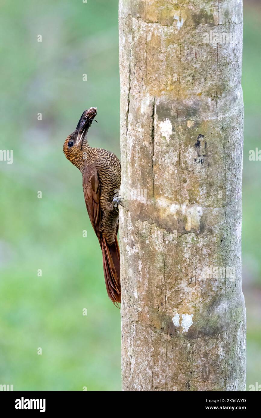 Northern barred woodcreeper (Dendrocolaptes sanctithomae) carrying insect to nest cavity - La Laguna del Lagarto Eco-Lodge, Boca Tapada, Costa Rica Stock Photo