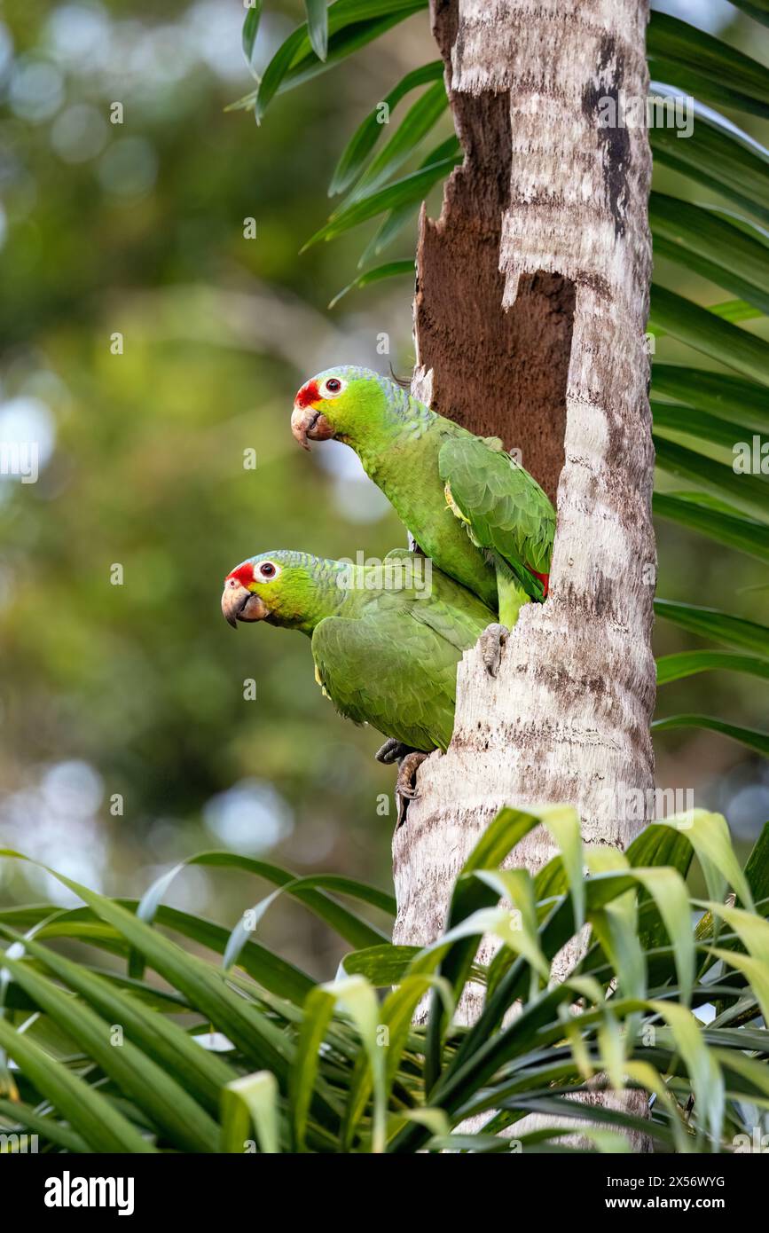 Red-lored amazon or red-lored parrot (Amazona autumnalis) breeding pair in nest cavity - La Laguna del Lagarto Eco-Lodge, Boca Tapada, Costa Rica Stock Photo