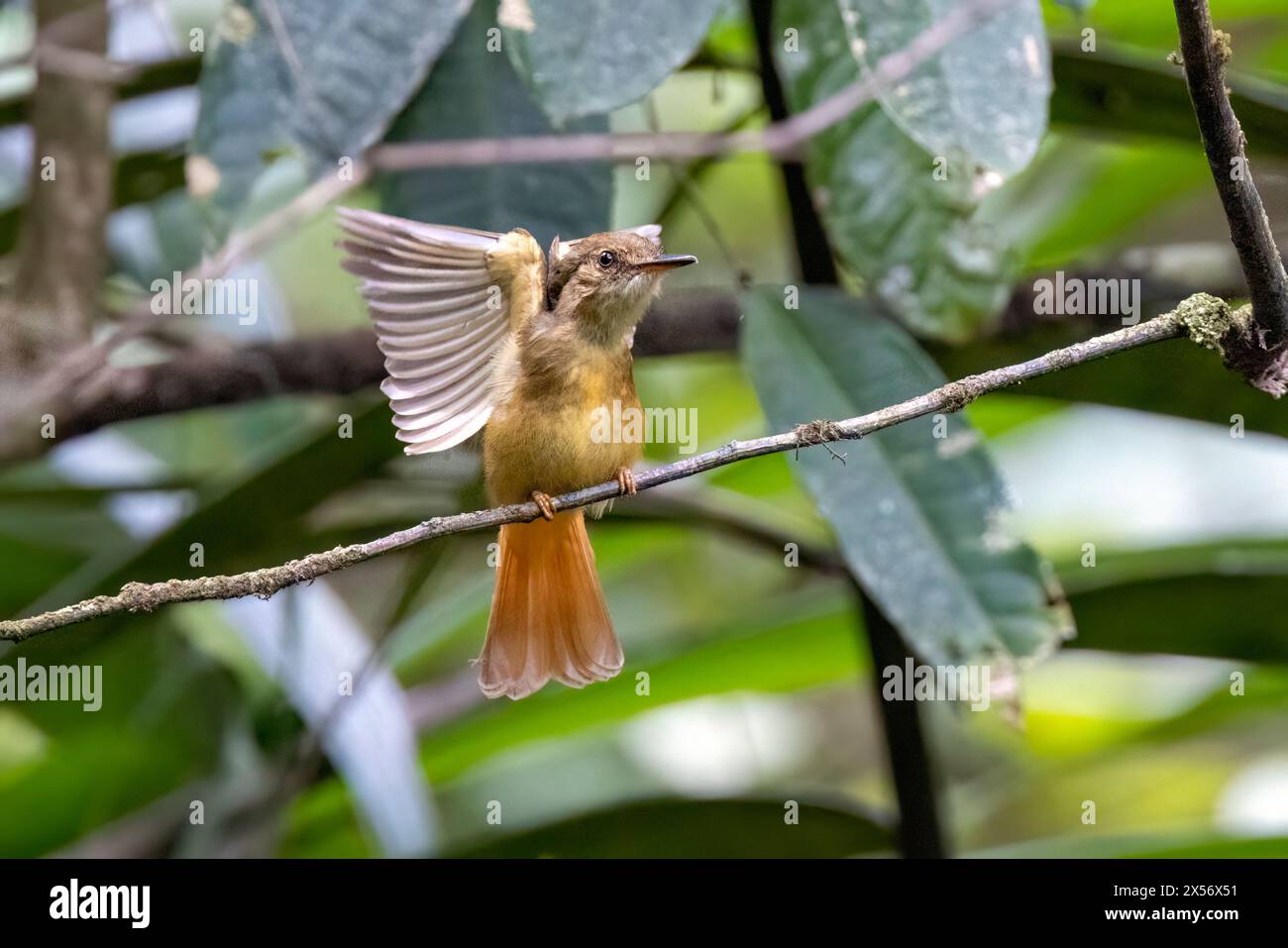 Tropical royal flycatcher (Onychorhynchus coronatus) - La Laguna del Lagarto Eco-Lodge, Boca Tapada, Costa Rica Stock Photo