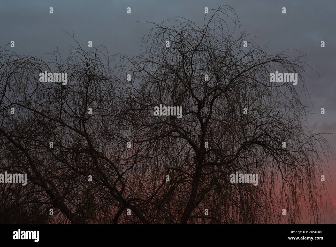 Redish Foreground Reddish dawn with the silhouettes of the trees in the foreground Stock ...