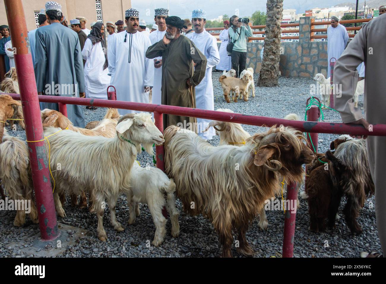 Goat ready for sale at the Friday animal market, Nizwa, Oman Stock ...