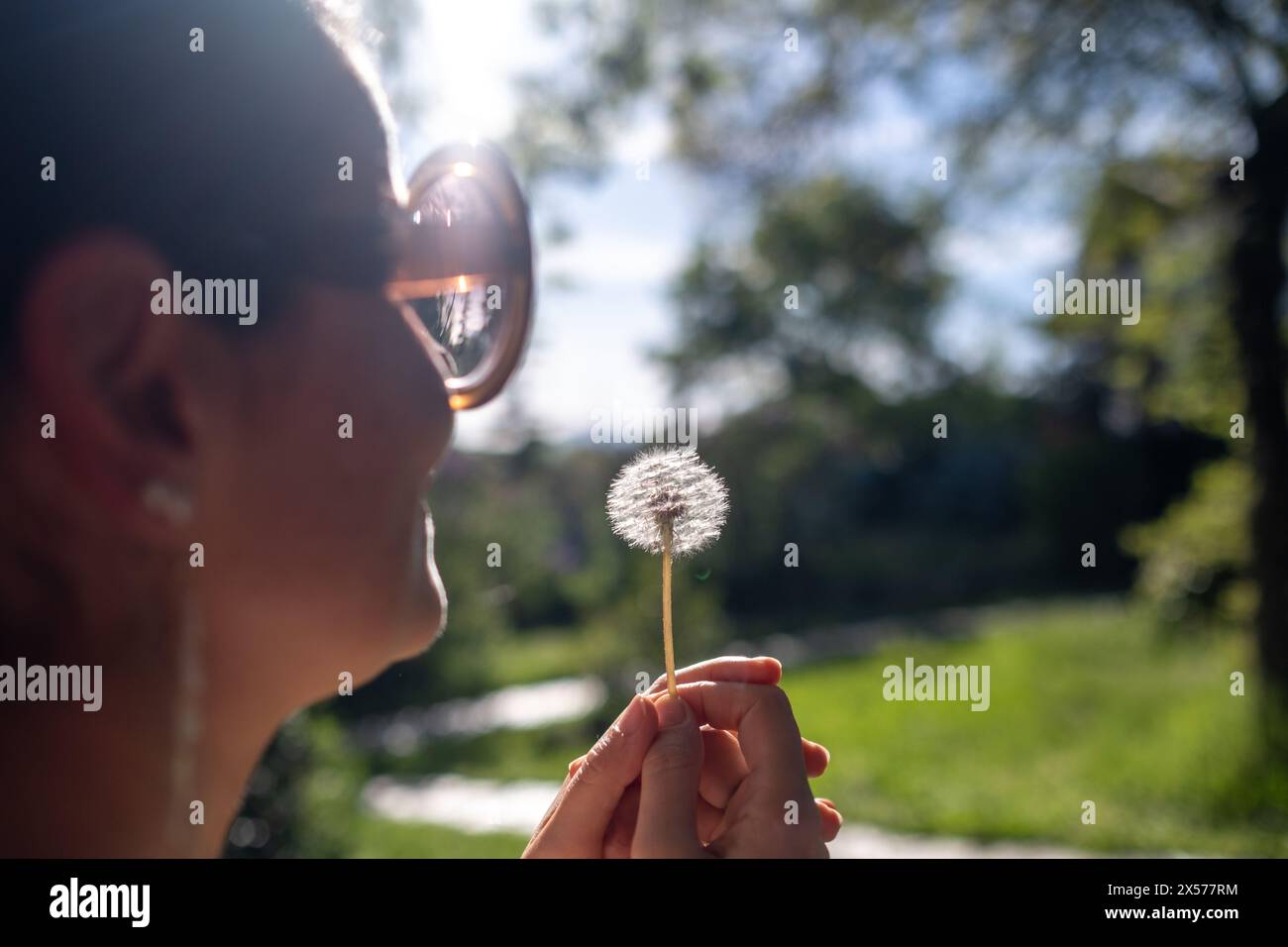 Tall trees blowing in the wind hi-res stock photography and images - Alamy