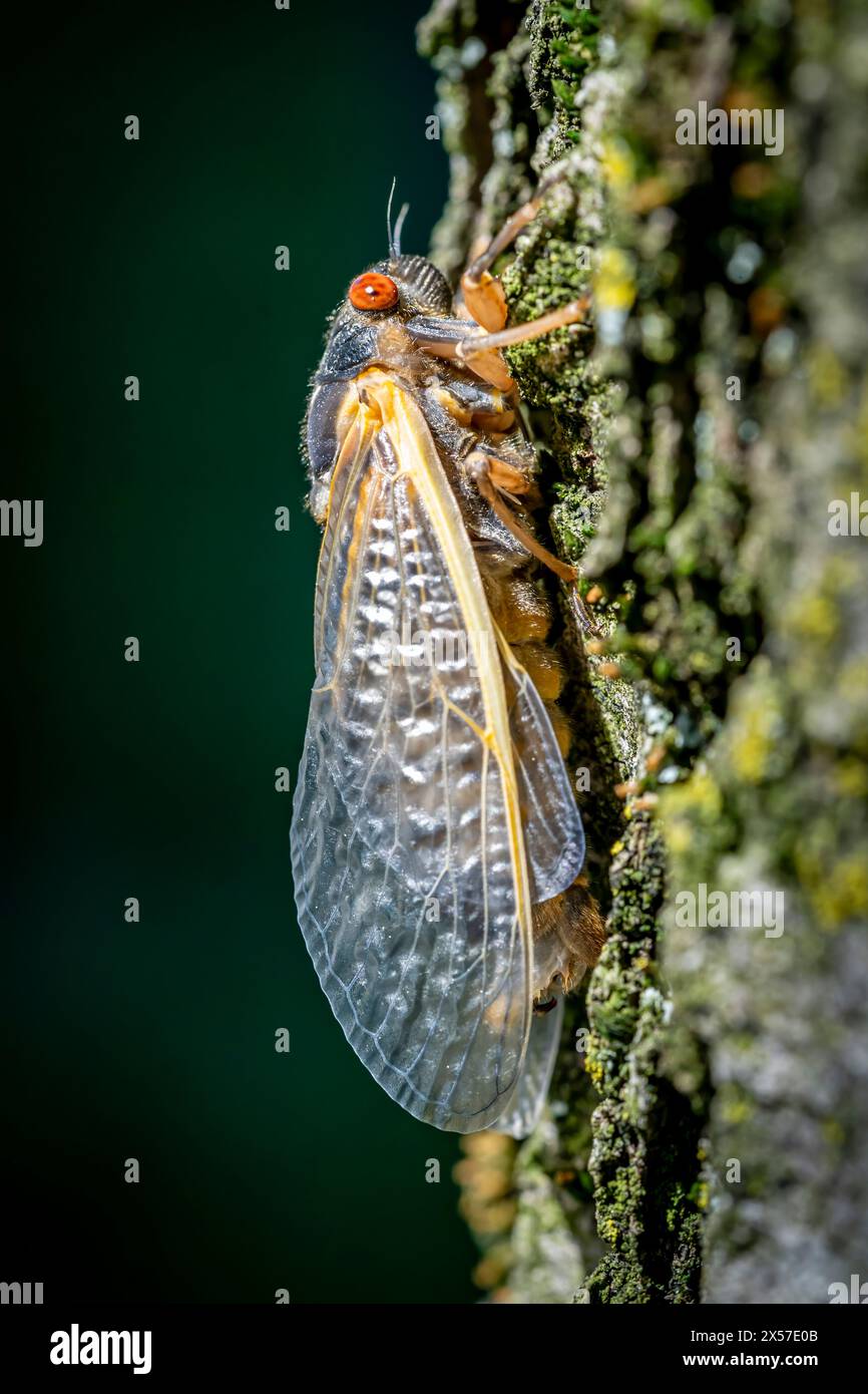 In the serene woods of Virginia, a remarkable spectacle unfolds as a red-eyed 17-year cicada completes its metamorphosis. Stock Photo