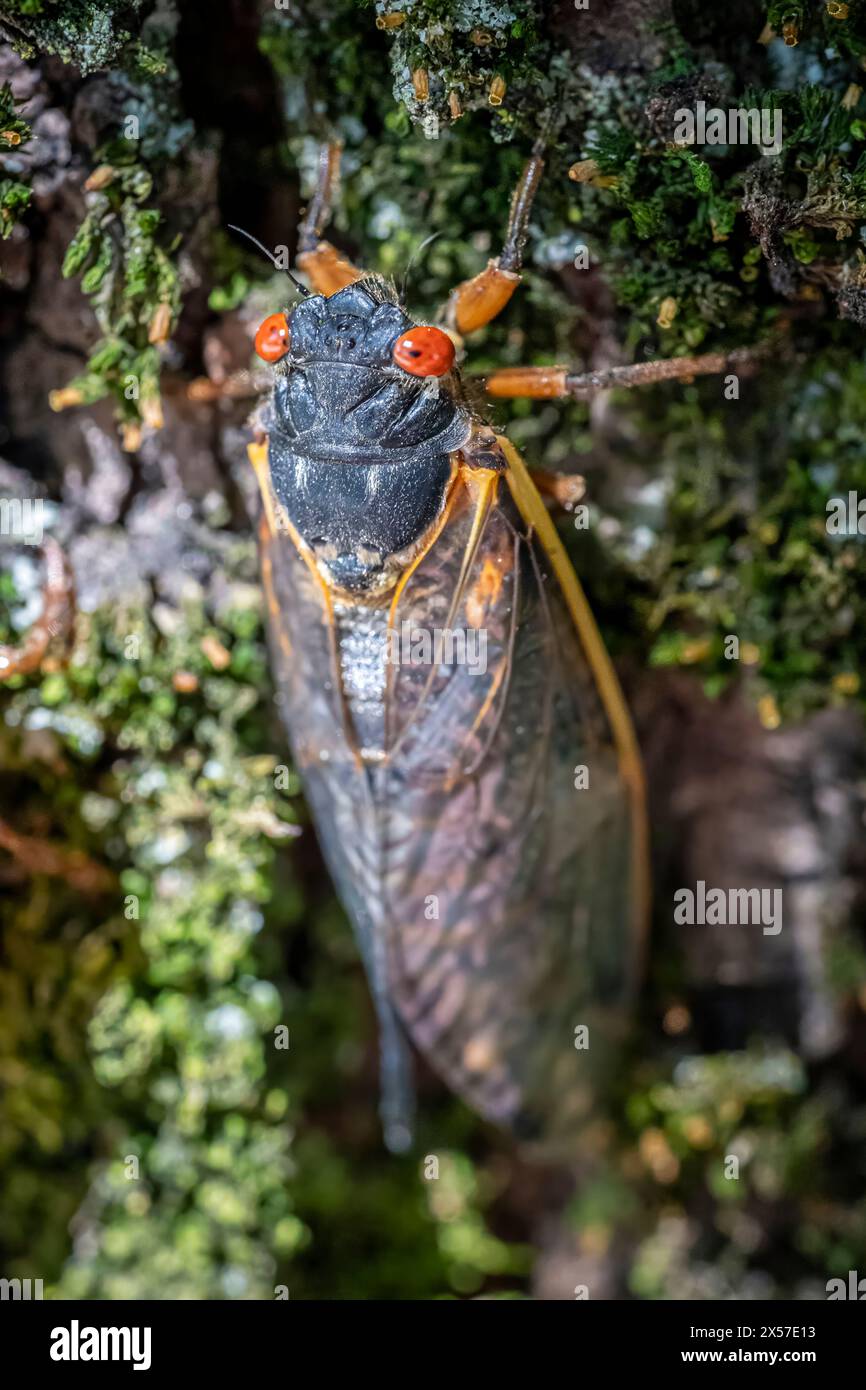 In the serene woods of Virginia, a remarkable spectacle unfolds as a red-eyed 17-year cicada completes its metamorphosis. Stock Photo