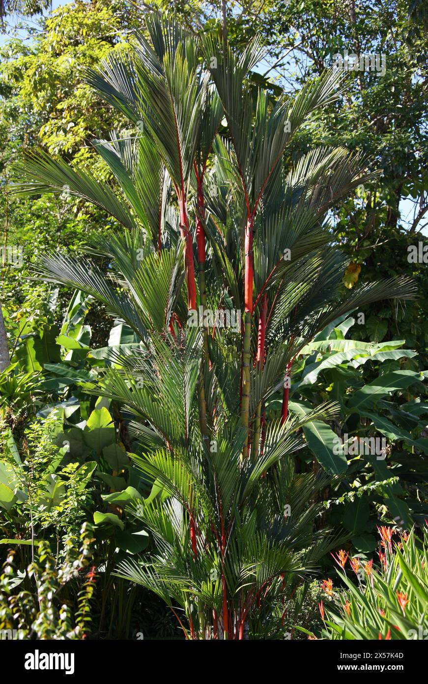 Red Sealing Wax Palm, aka Lipstick Palm or Rajah Palm, Cyrtostachys renda, Arecaceae, Palmae. Manuel Antonio, Costa Rica, Central America. Lowland rai Stock Photo